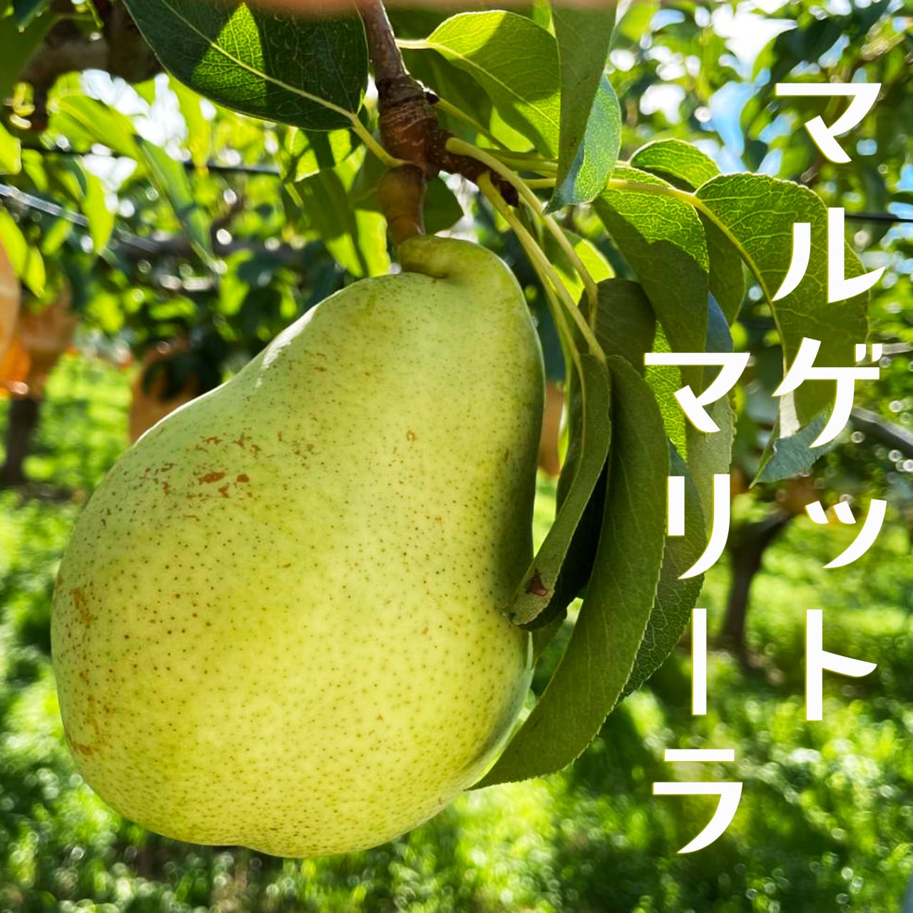 硬いマリゲット3〜4個箱込み13キロ以上 9月下旬～発送「マルゲットマリーラ」3kg(6～3玉) | 小野寺梨園