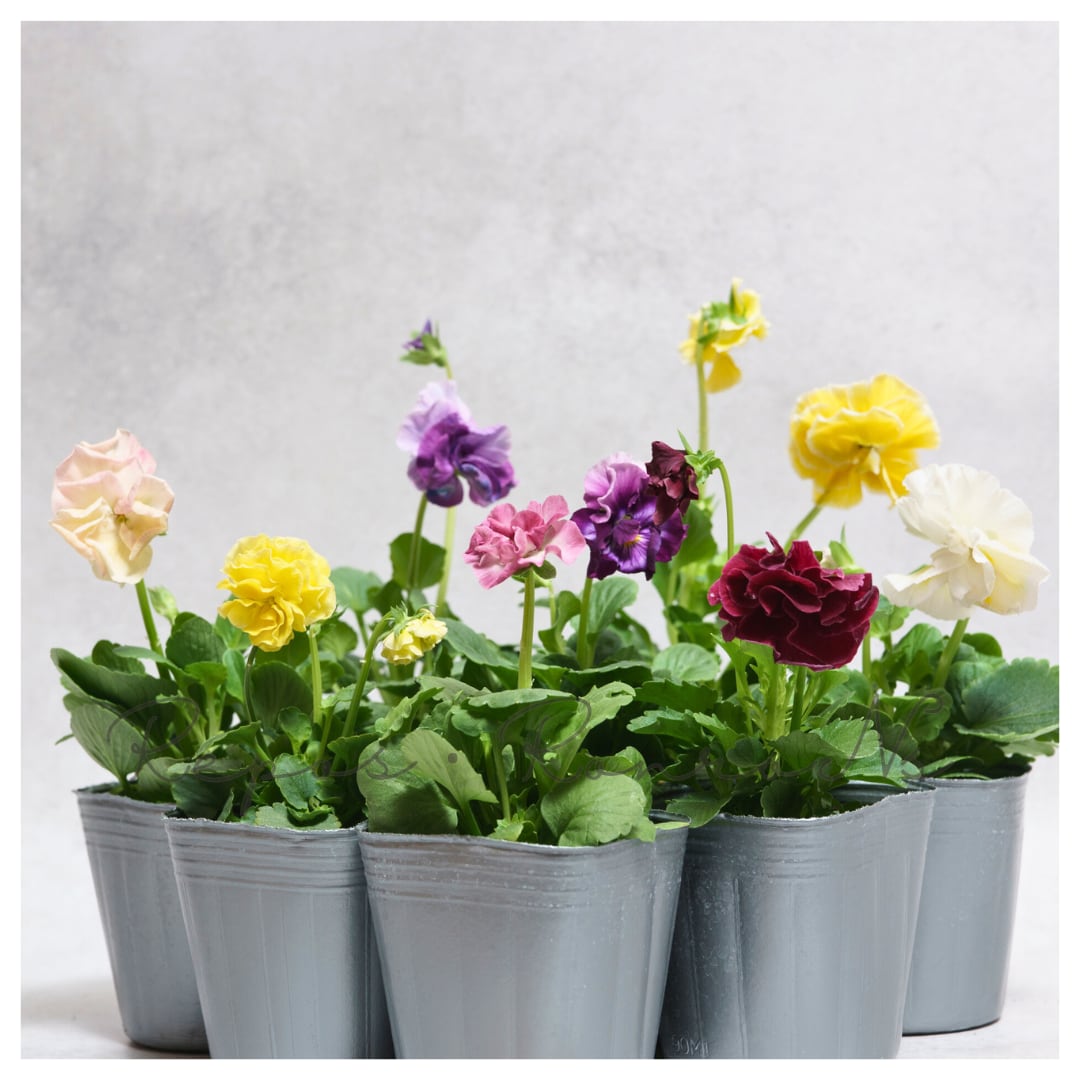 【セット販売】伝説の八重パンジー:ファビュラスミックス(3苗×3号)希少 八重咲きパンジー 人気 寄せ植え ハンギング