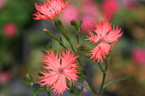 オグラセンノウ（小倉仙翁）７，５〜９ｃｍポットの画像