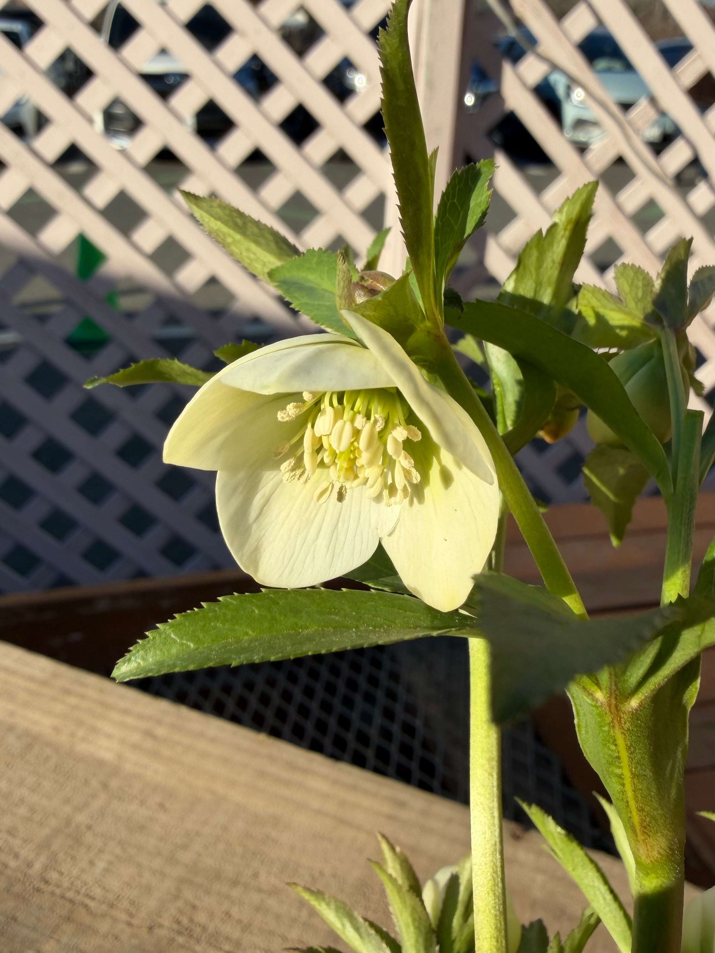 プチドール ホワイト 横山園芸 クリスマスローズ【Yo06】送料無料