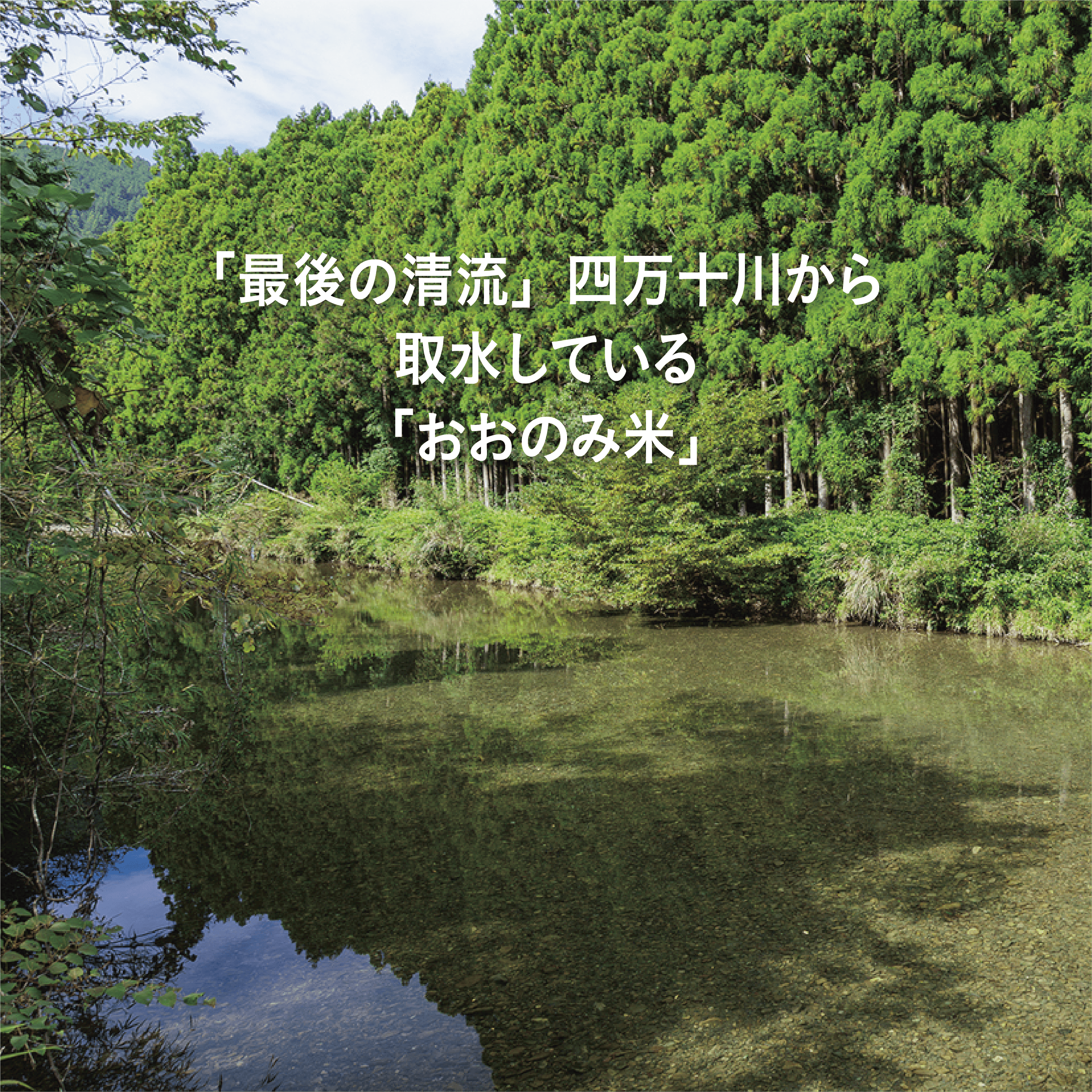 【2025年産】数量限定!高知・四万十川「清水園」の特別栽培米「おおのみ米」5キロ(白米)