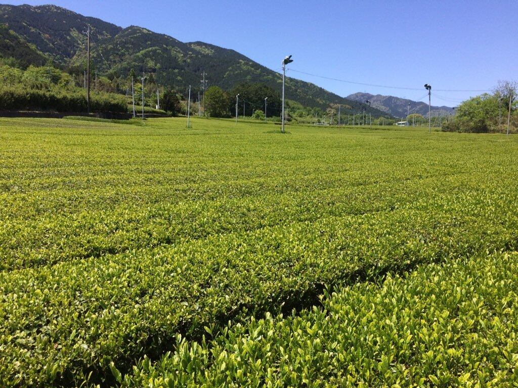 飛騨亭花扇の「青ほうじ茶」