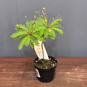 【新着3日限定10%OFF】ビオフィツム　デンドロイデス【1112】