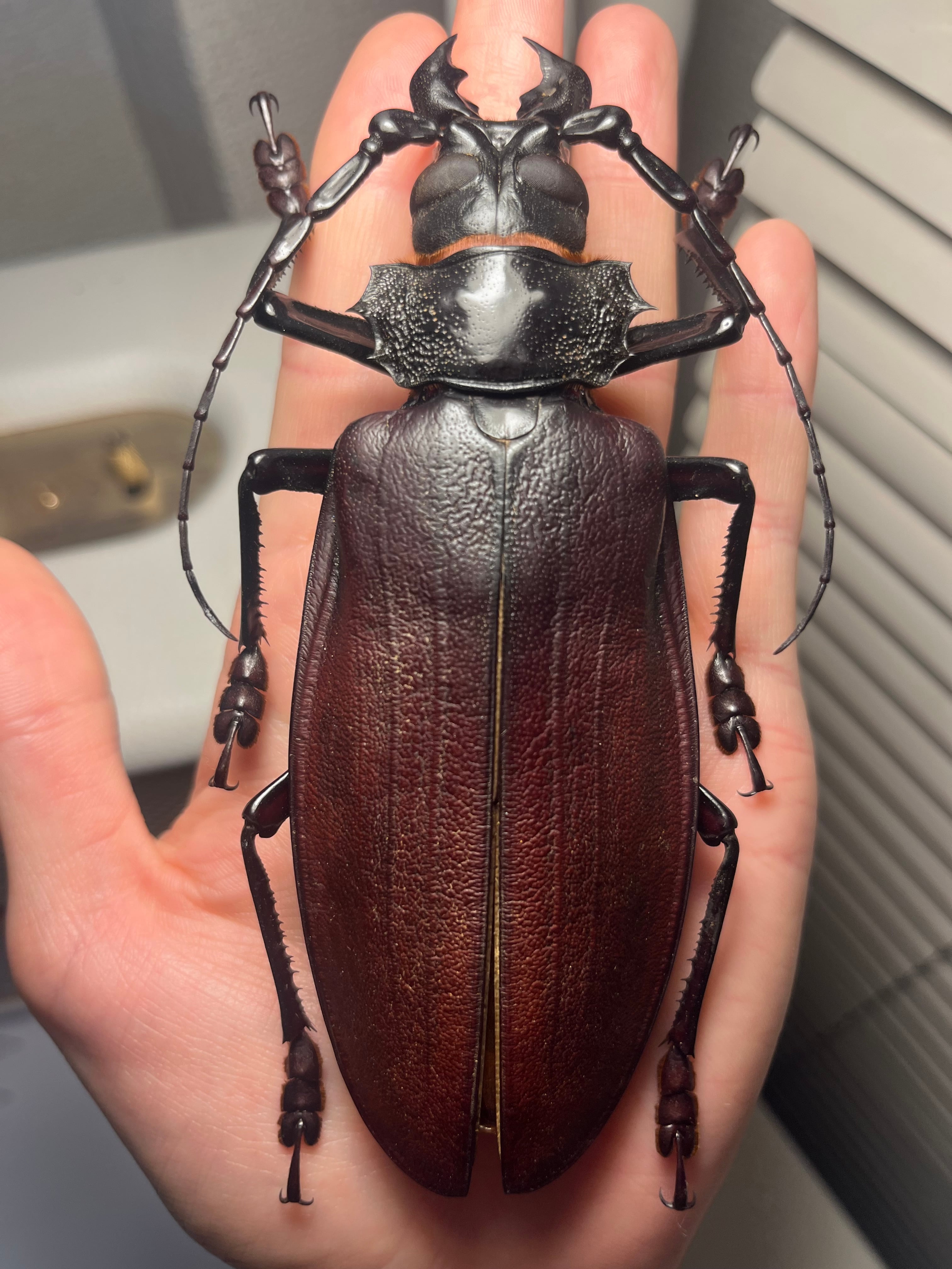 131mm】タイタンオオウスバカミキリ カブトムシクワガタハナムグリ