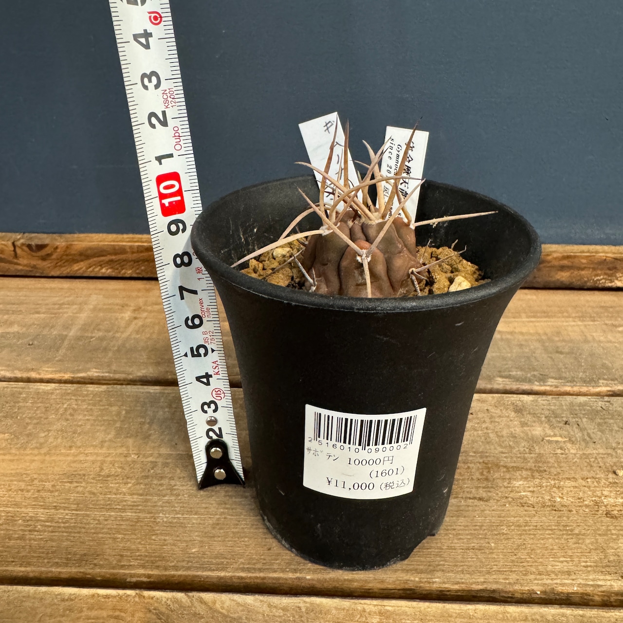 サボテン ギムノカリキウム 守金摩天龍【771】