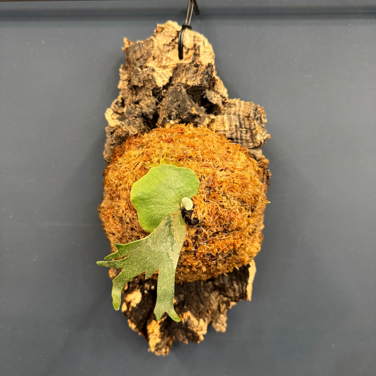 ビカクシダ willinckii 'OMG' TC 板付け (コルク)【252】