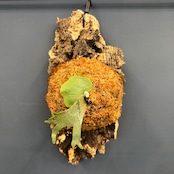 ビカクシダ willinckii 'OMG' TC 板付け (コルク)【252】