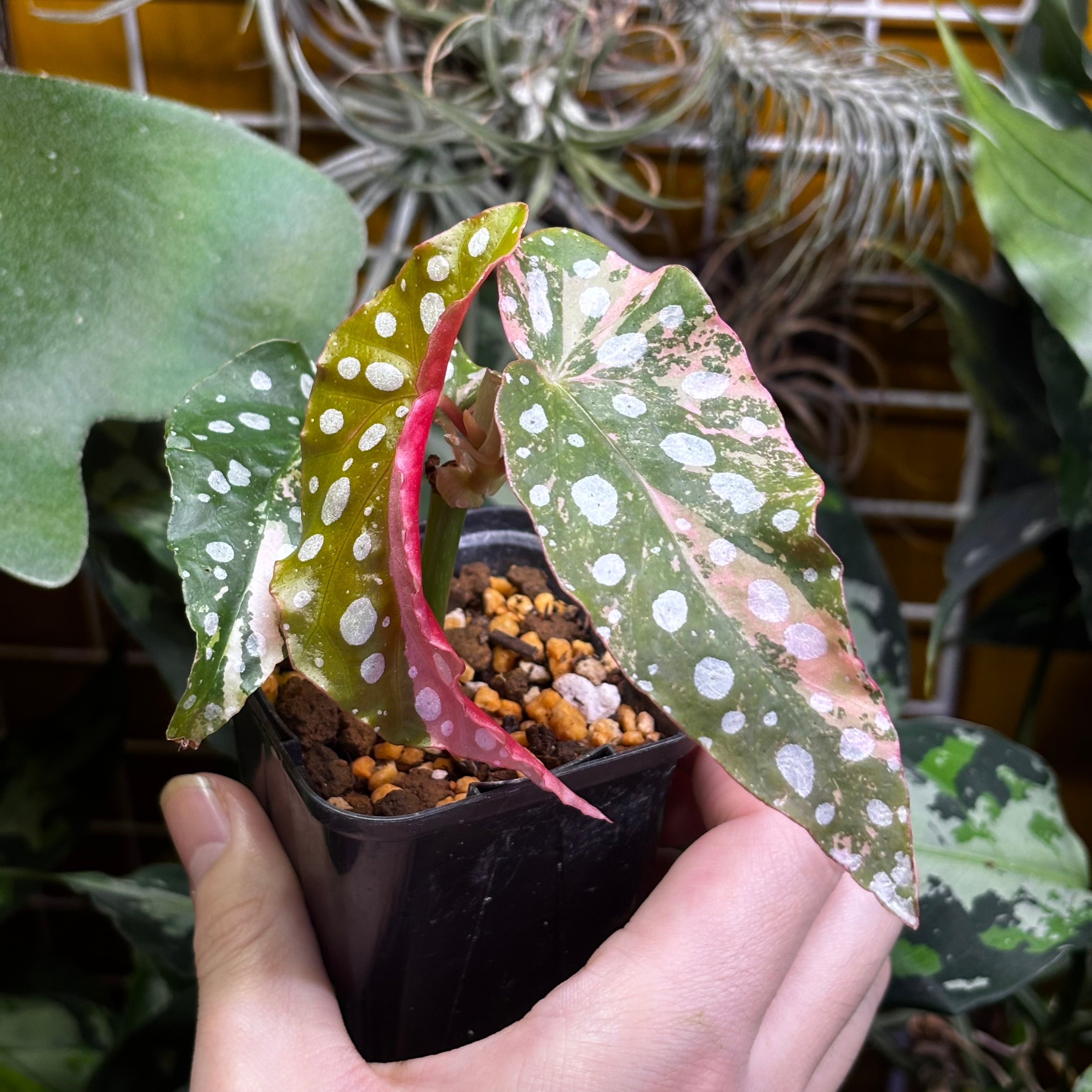 Begonia maculata 'Pink Variegated' | 熱帯雨林植物専門店 トイ吉園芸