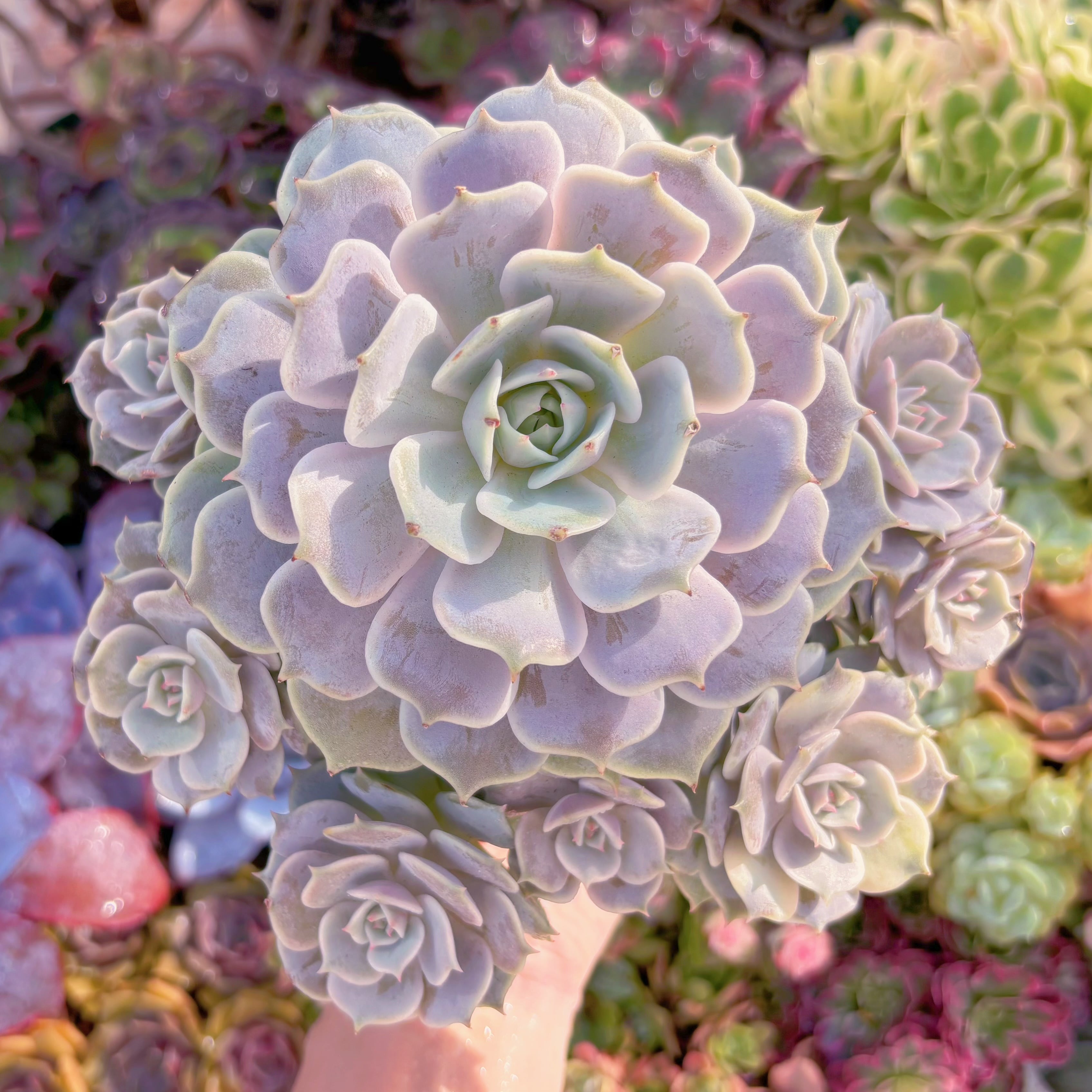 現品　ローラ#542　理想的な株姿　特特大群生　新入荷　るる農園