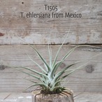 【送料無料】ehlersiana from Mexico〔エアプランツ〕現品発送T1505