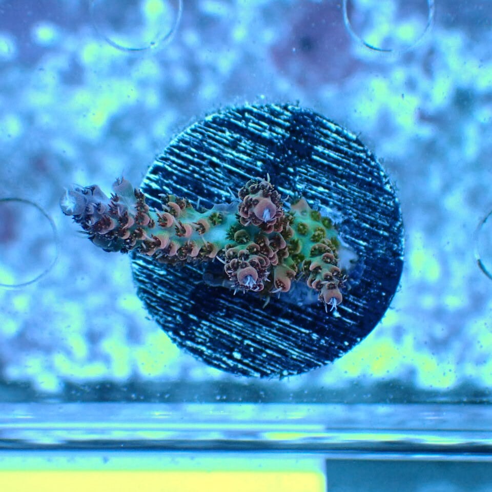 天然ライブロック Sグレード 1kg | HOUSE REEF(ハウスリーフ)サンゴ