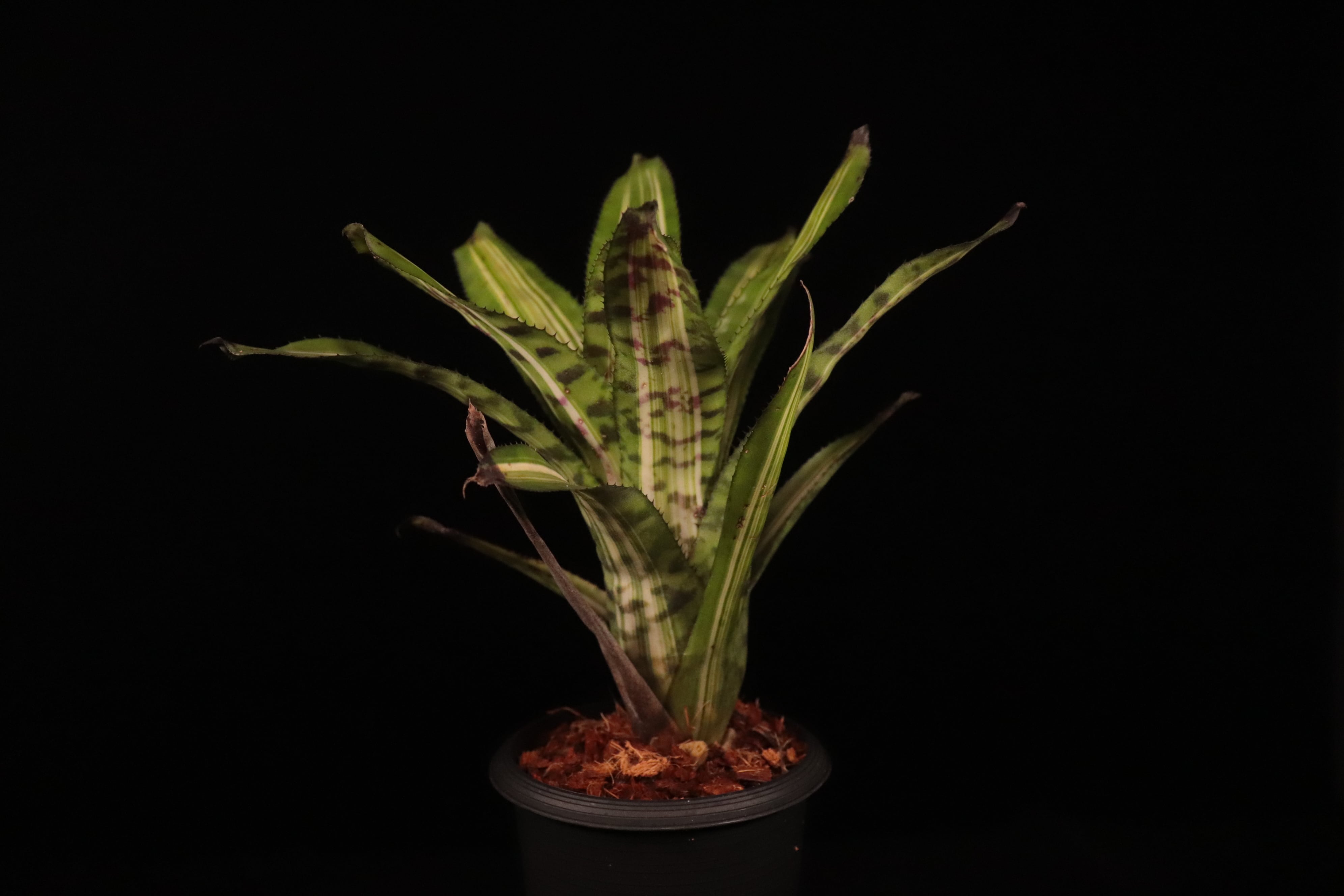 送料無料】Aechmea 'Bert' variegated〔エクメア〕現品発送A165