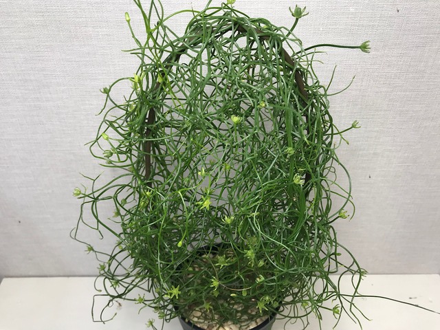 ボウィエア  蒼角殿