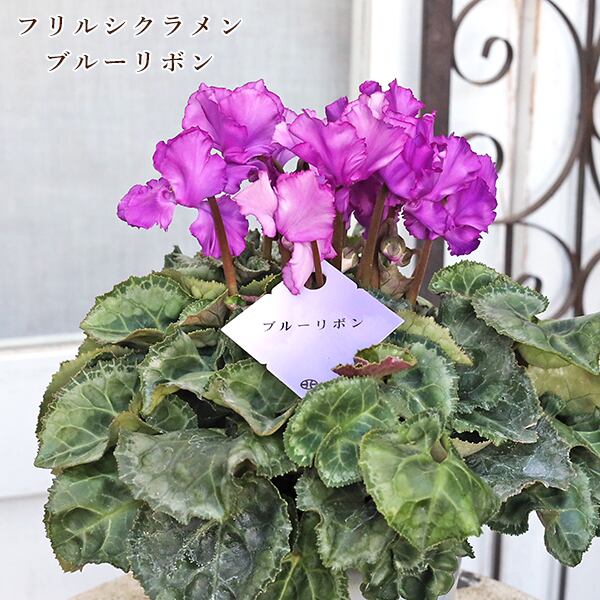 鉢花 カンガルーポー セレブ マスカレード 5号 高さ60cm 多年草