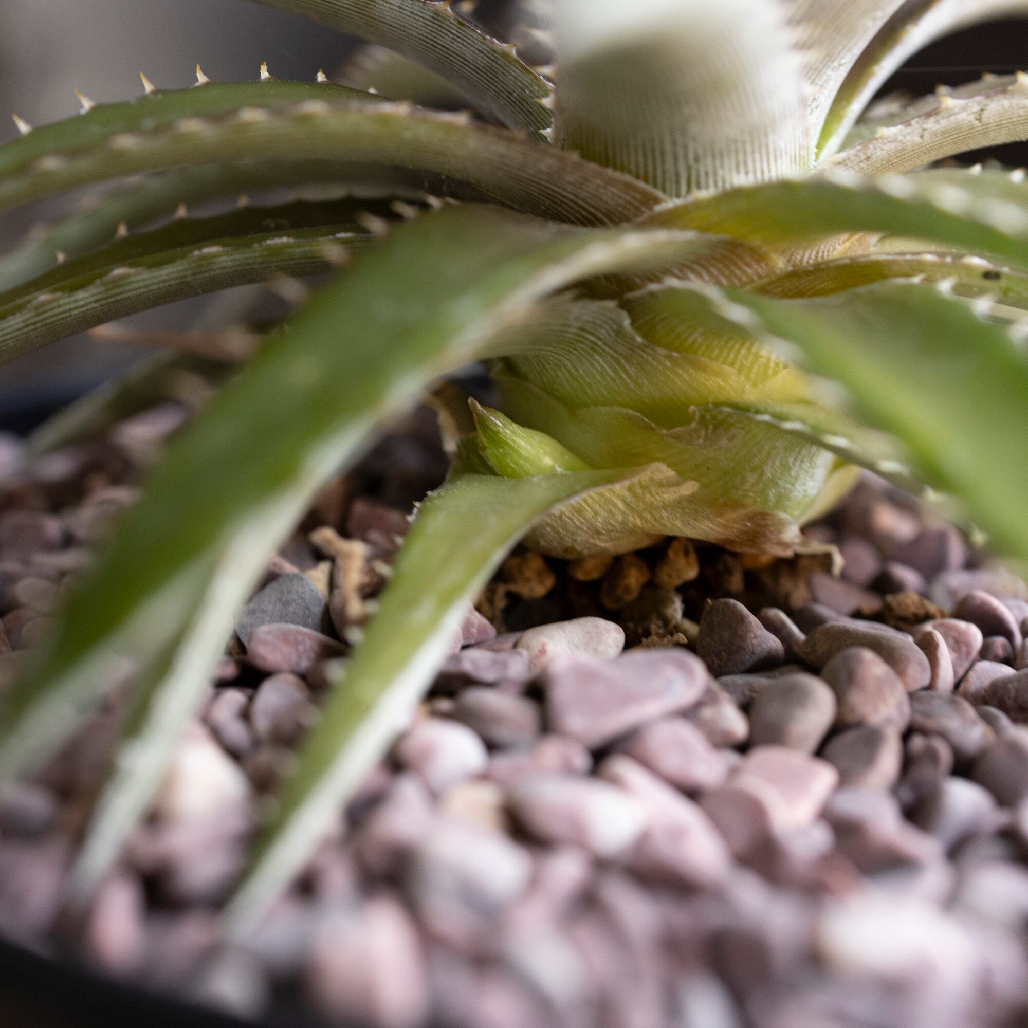 Dyckia ディッキア ハイブリッド 交配種 子株付き 多肉植物 サボテン