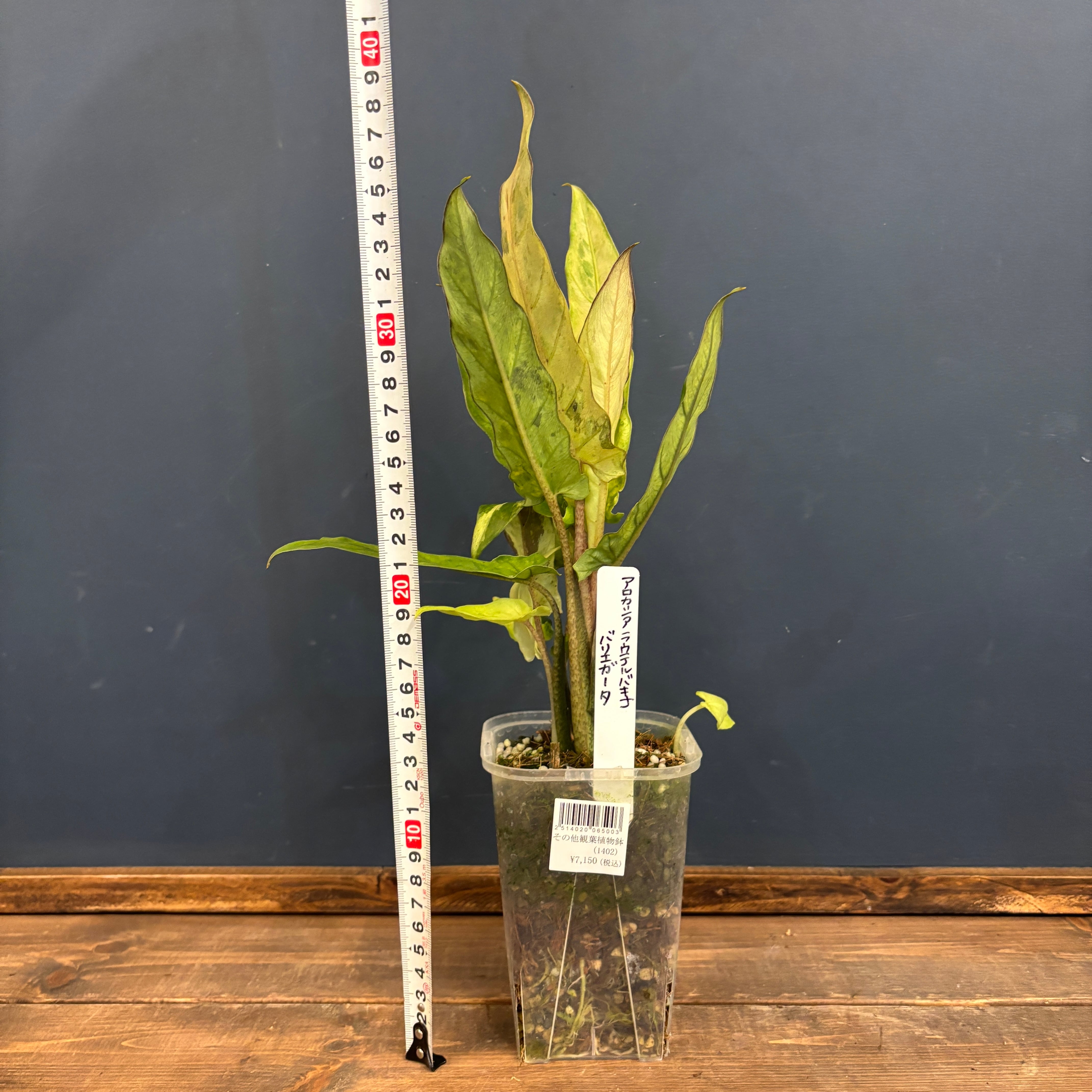 アロカシア ラウテルバキアナ バリエガータ(斑入り)【001