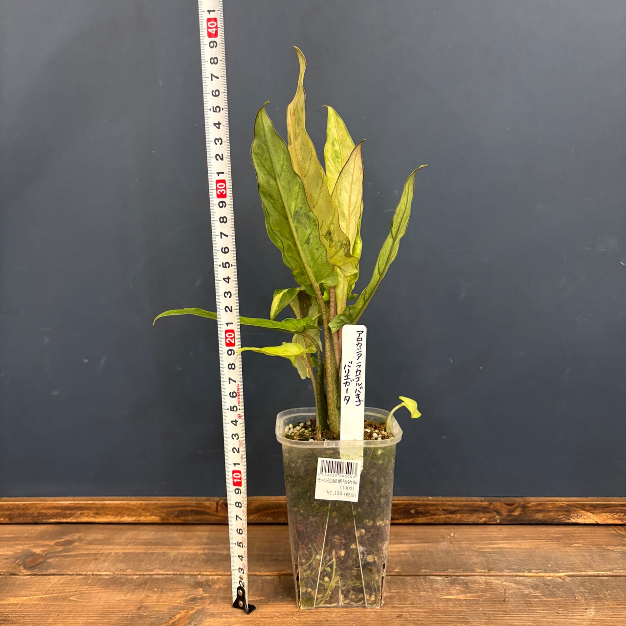 アロカシア　ラウテルバキアナ　バリエガータ(斑入り)【001】