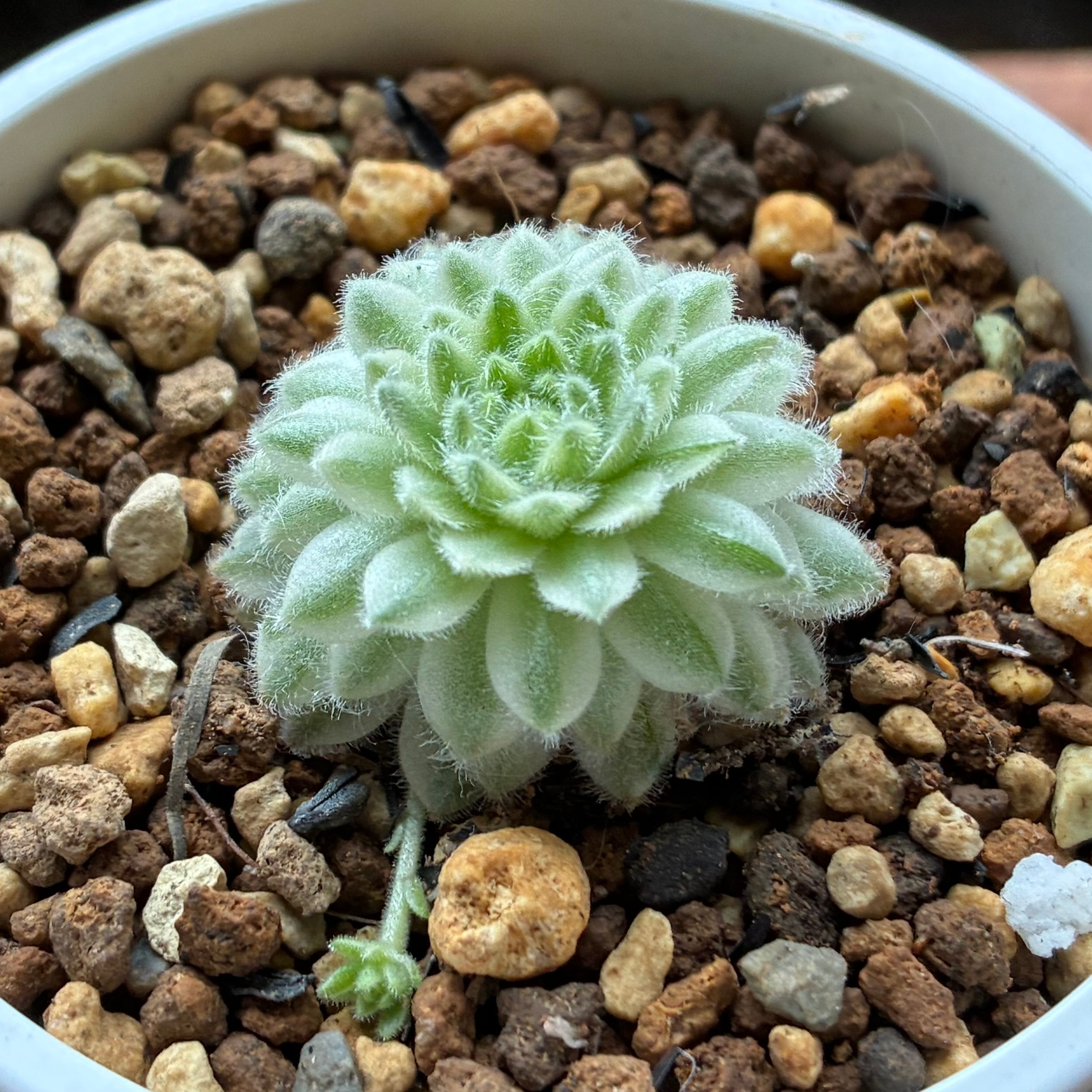 ハオルチア 酒呑童子錦 | mocono_plants