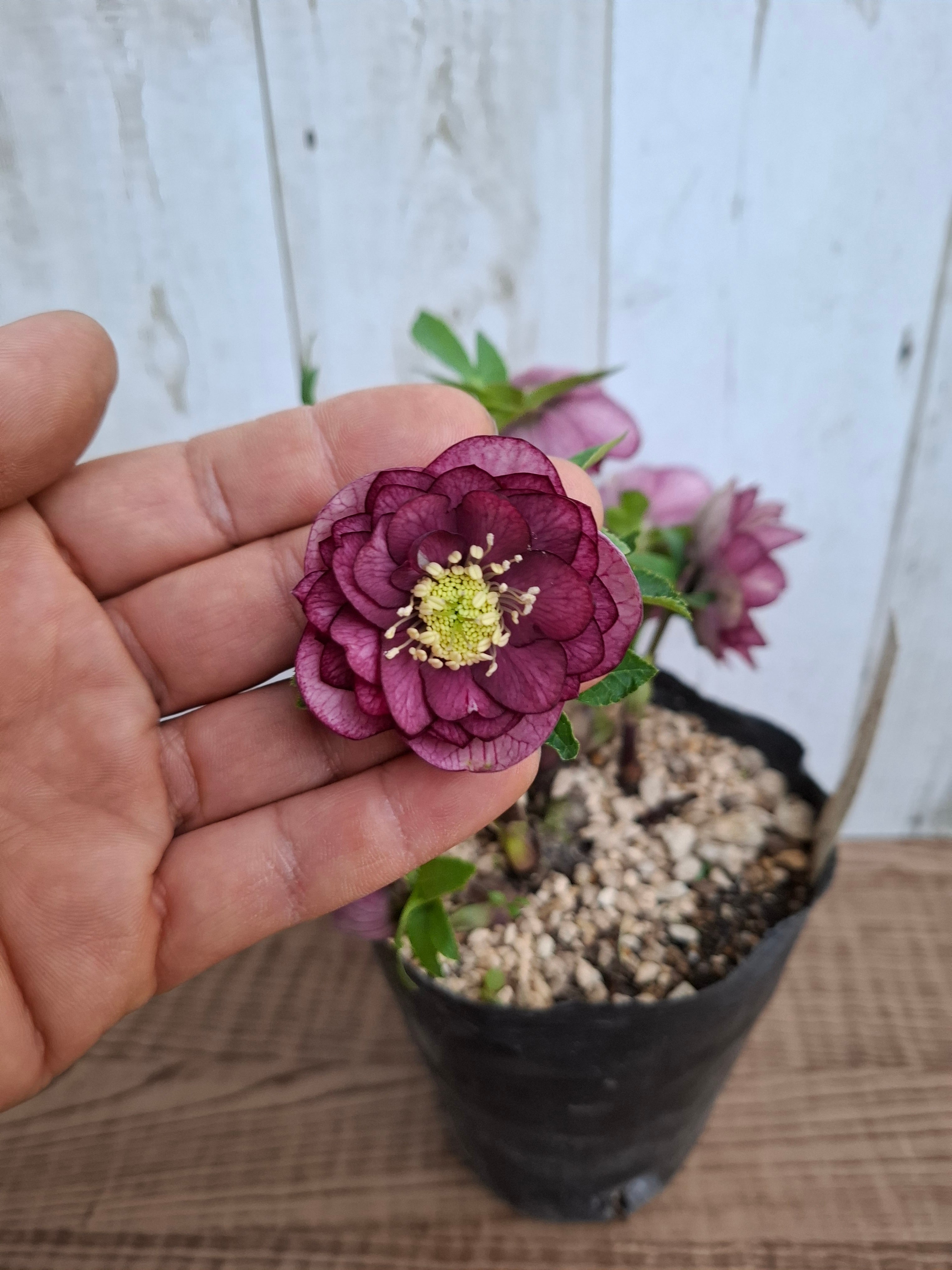 1/18up クリスマスローズ（加藤農園）【ダブル】CR-KT005 [サイズ: 4.5