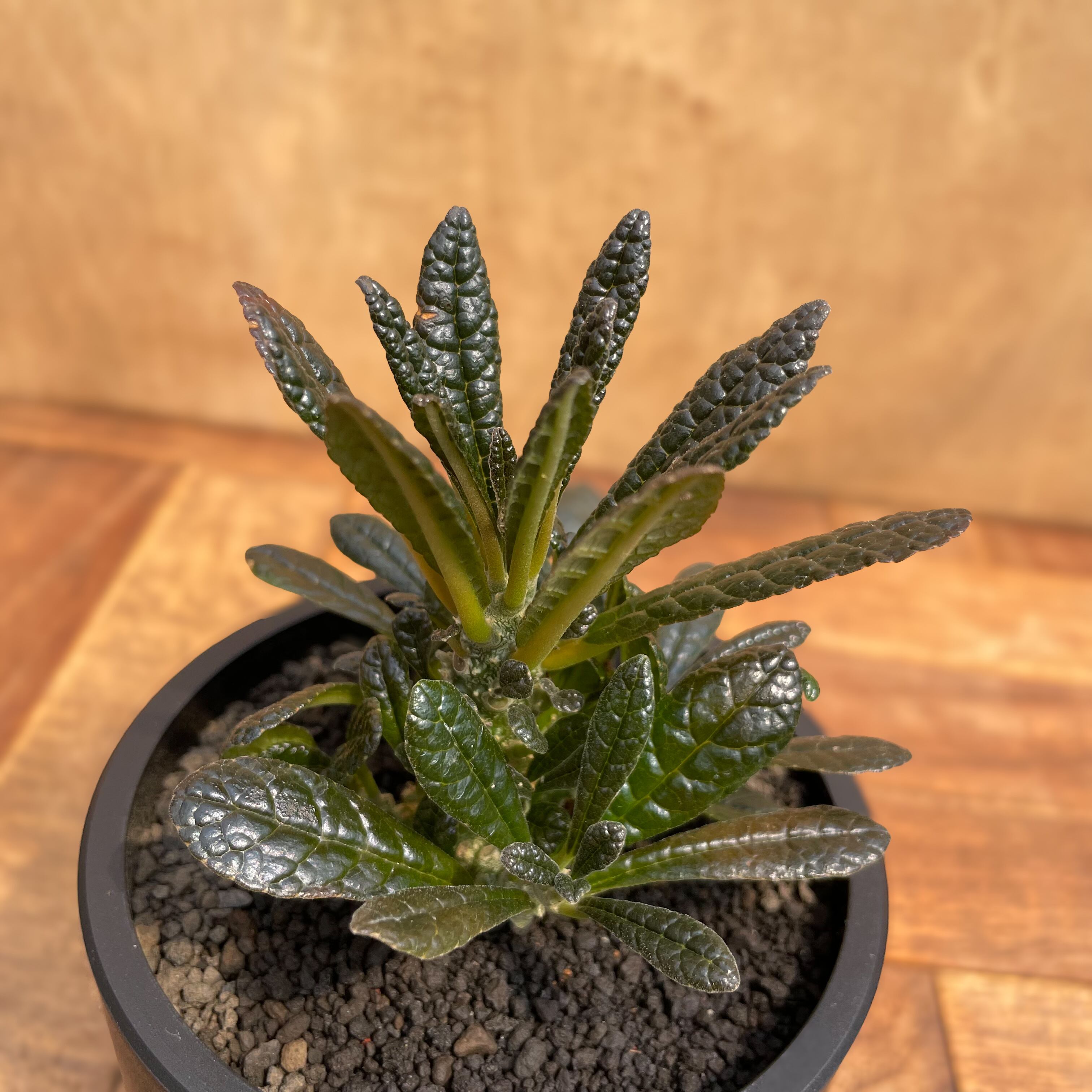 Dorstenia gigas【ドルステニア・ギガス・実生】 | RIMO'S GREEN