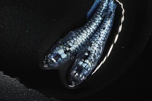 【1ペア】　龍鱗　　　無限めだか様直系　