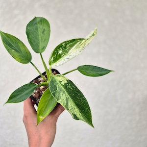 〔フィロデンドロン ジョセボーノ〕Philodendron Jose Buono 斑入り 観葉植物