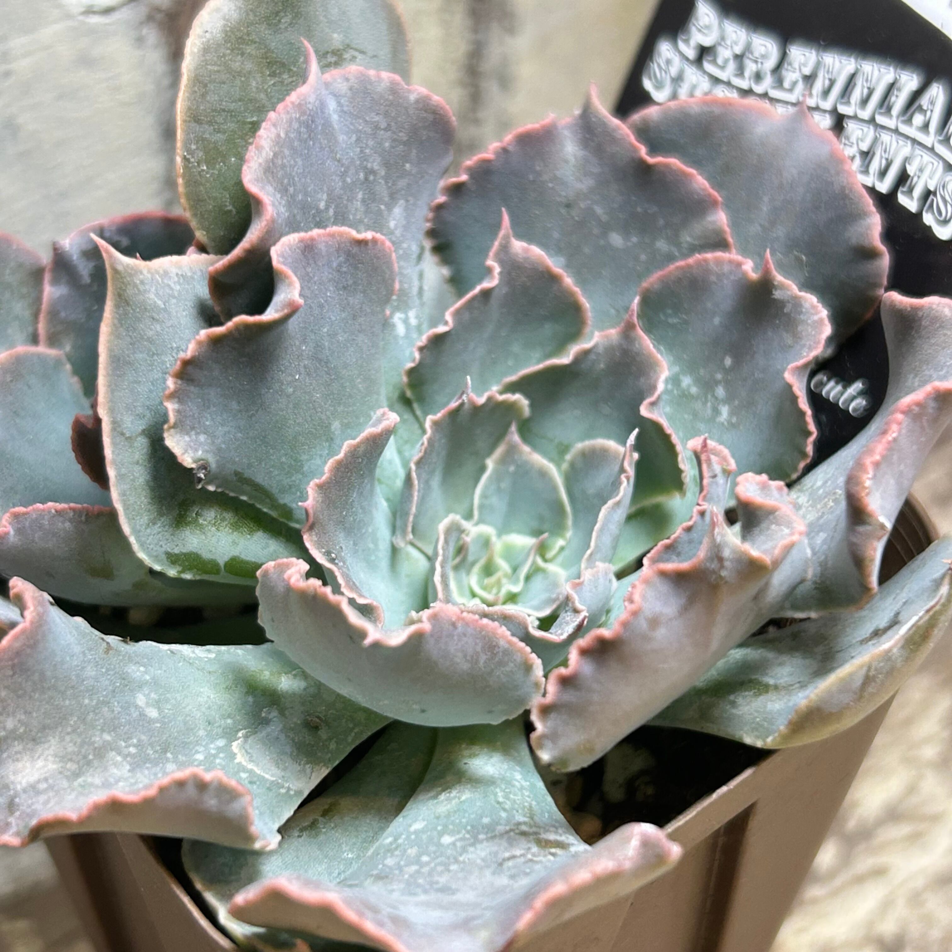 シャビアナブルー | RuPo 多肉植物専門店