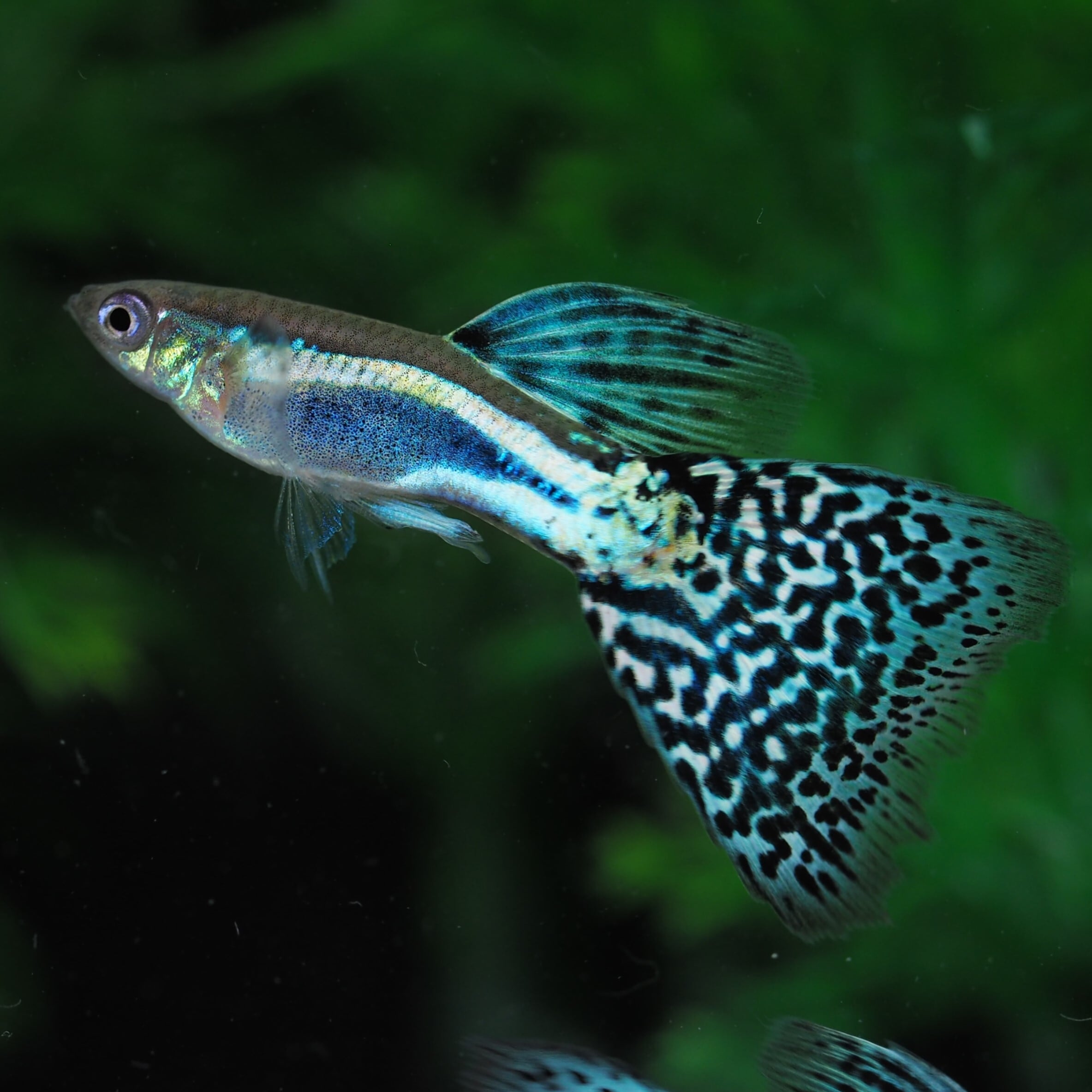 セール】ブルーグラス 若魚1ペア+おまけメス1(国産グッピー) | 伊豆