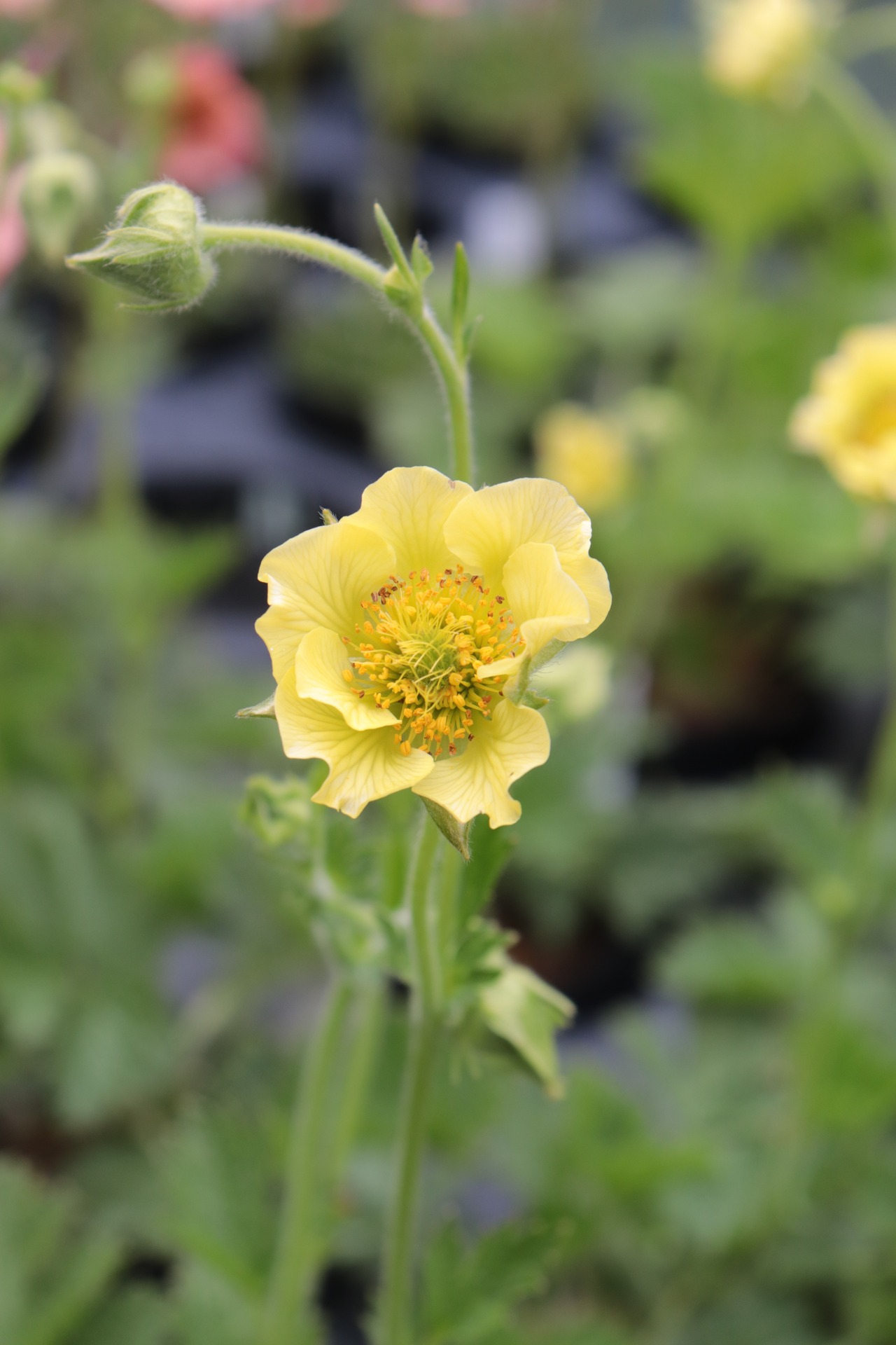 ゲウム‘バナナダイキリ’（ダイコンソウ）９ｃｍポット【山野草】の画像01