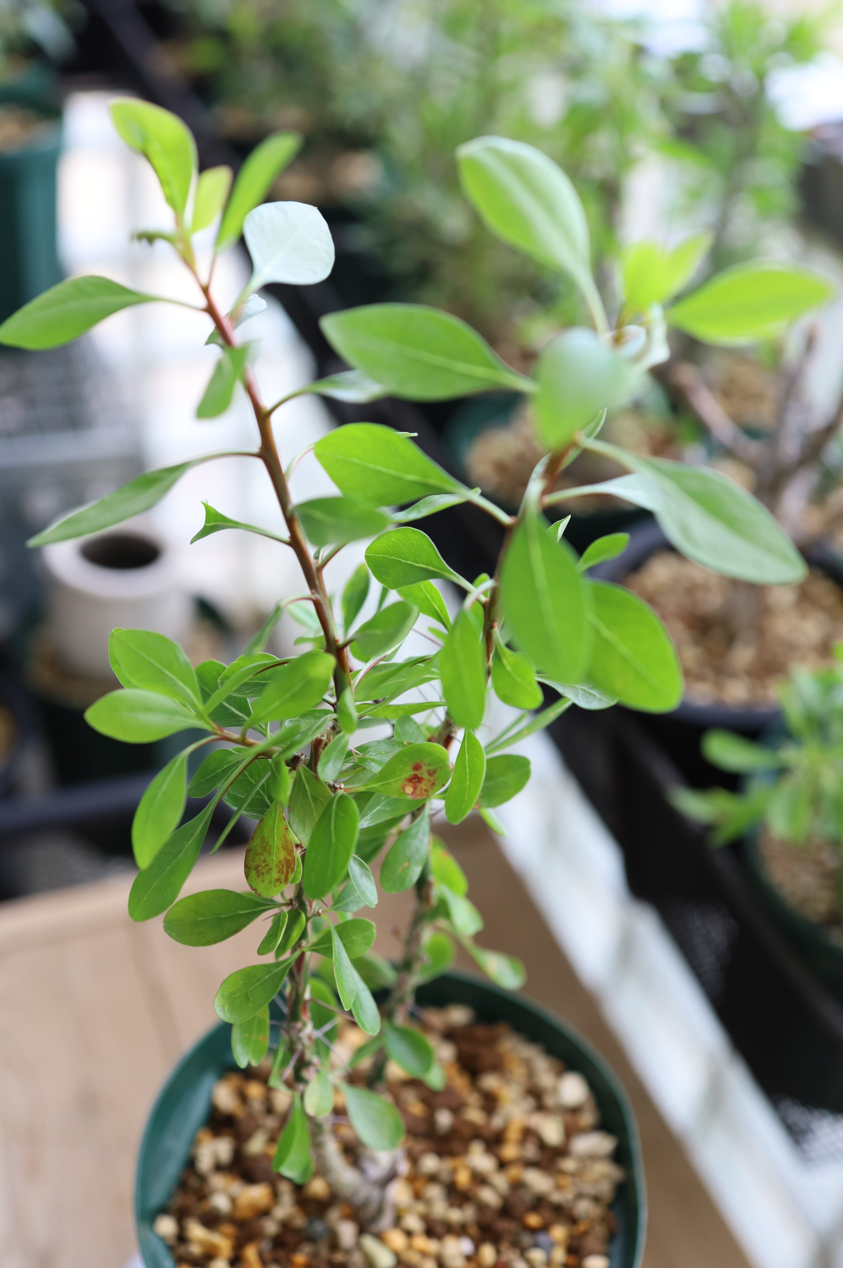 フォークイエリア ファシクラータ 発根済 フォークイエリア ファシクラータ 発根済 フォークイエリア