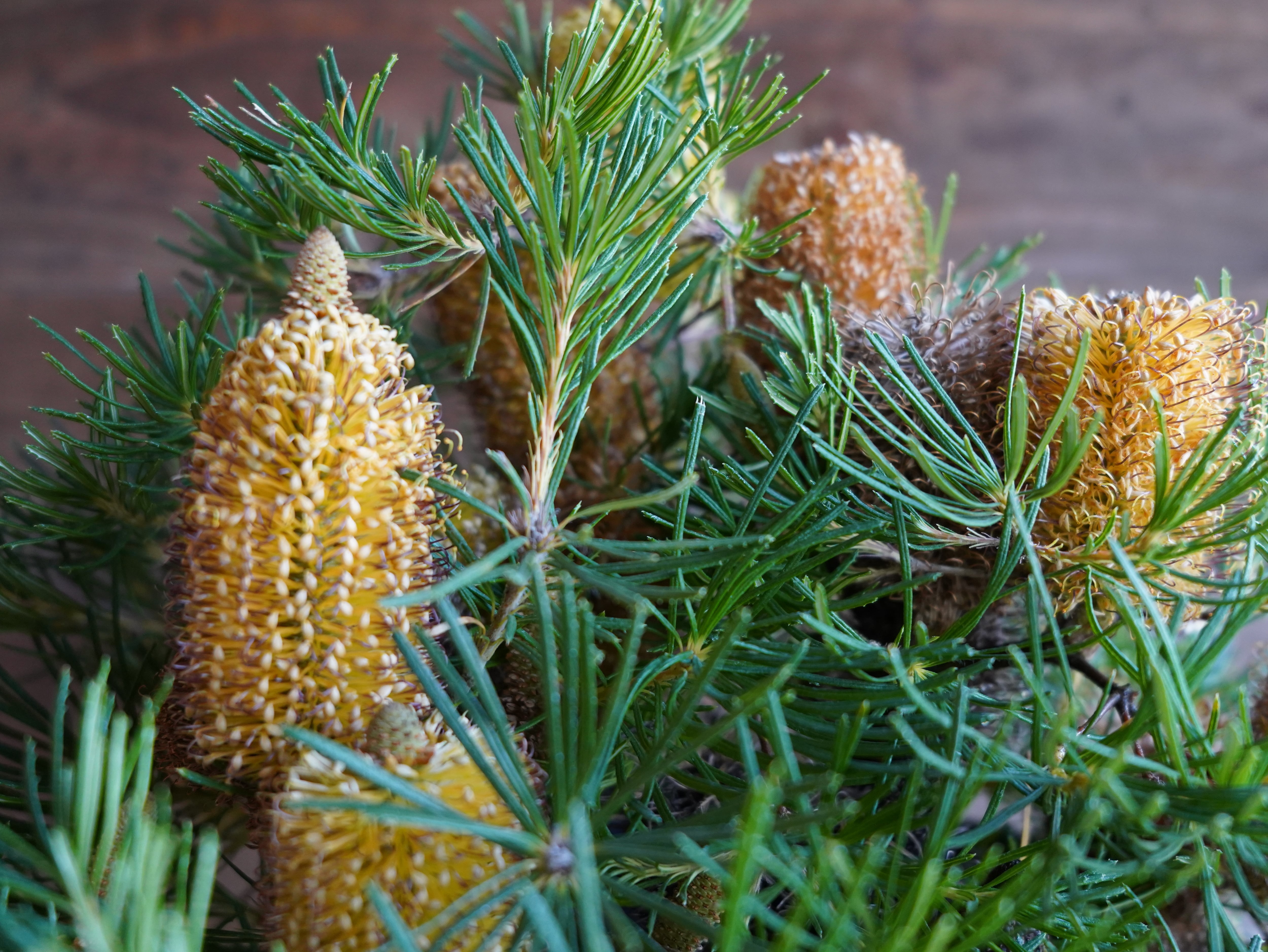 【現物】バンクシア　”バースデーキャンドル”　