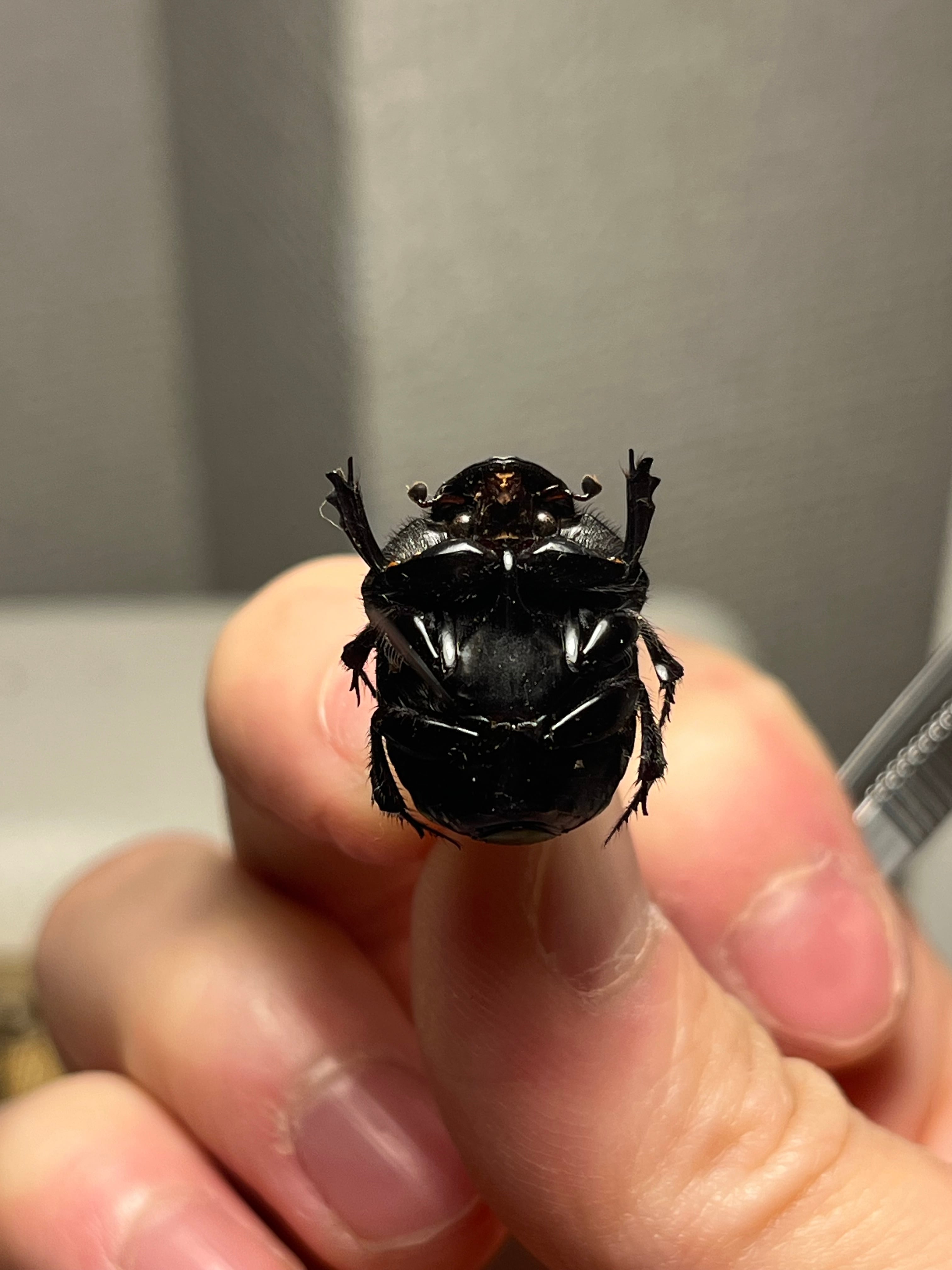 極美真紅】アカツヤダイコクコガネ フンチュウ糞虫昆虫標本甲虫