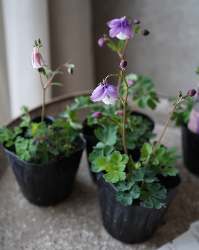 フウリンオダマキ　３号