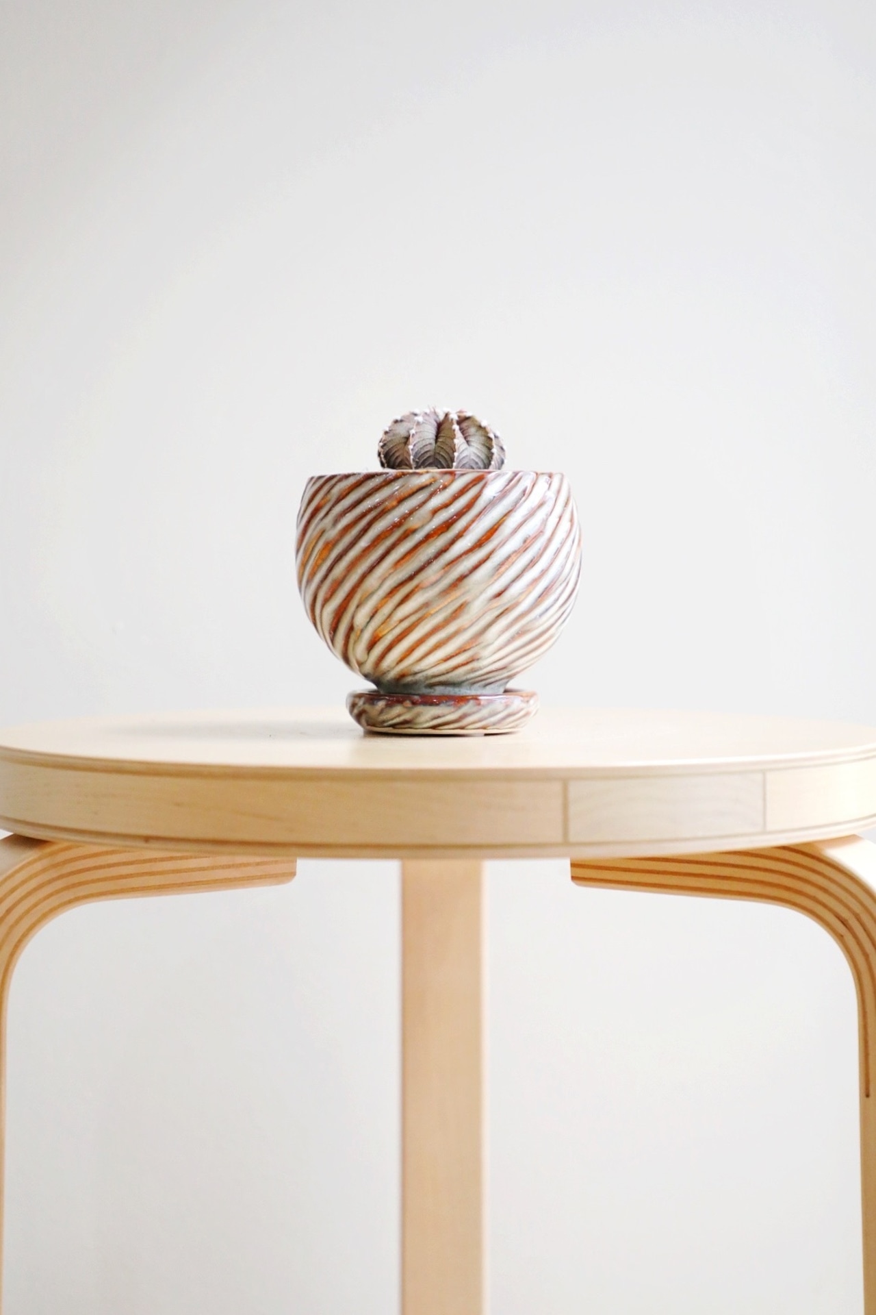 【希少】【S】ギムノカリキウム ミハノビッチ VOS1241/Gymnocalycium mihanovichii