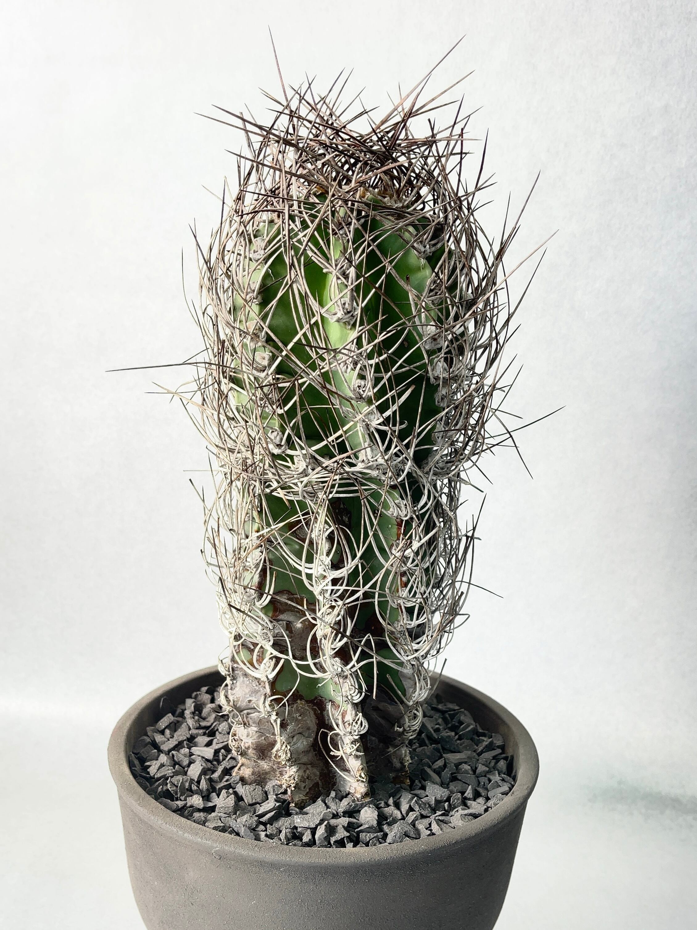 古木 アストロフィツム 大鳳玉 鉢ごと発送 サボテン 多肉植物