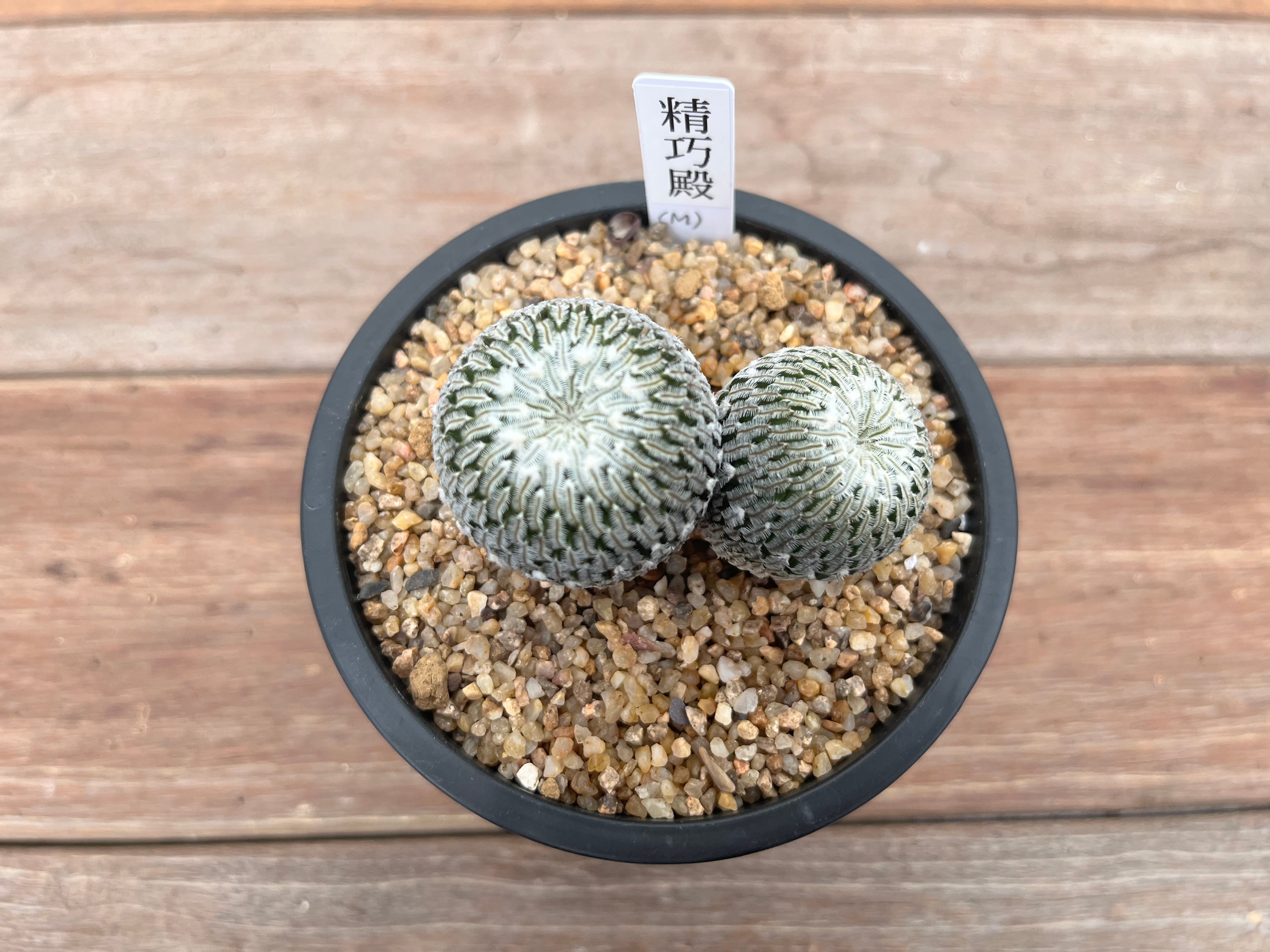 Turbinicarpus pseudopectinatus ツルビニカルプス 精巧殿 ダブル