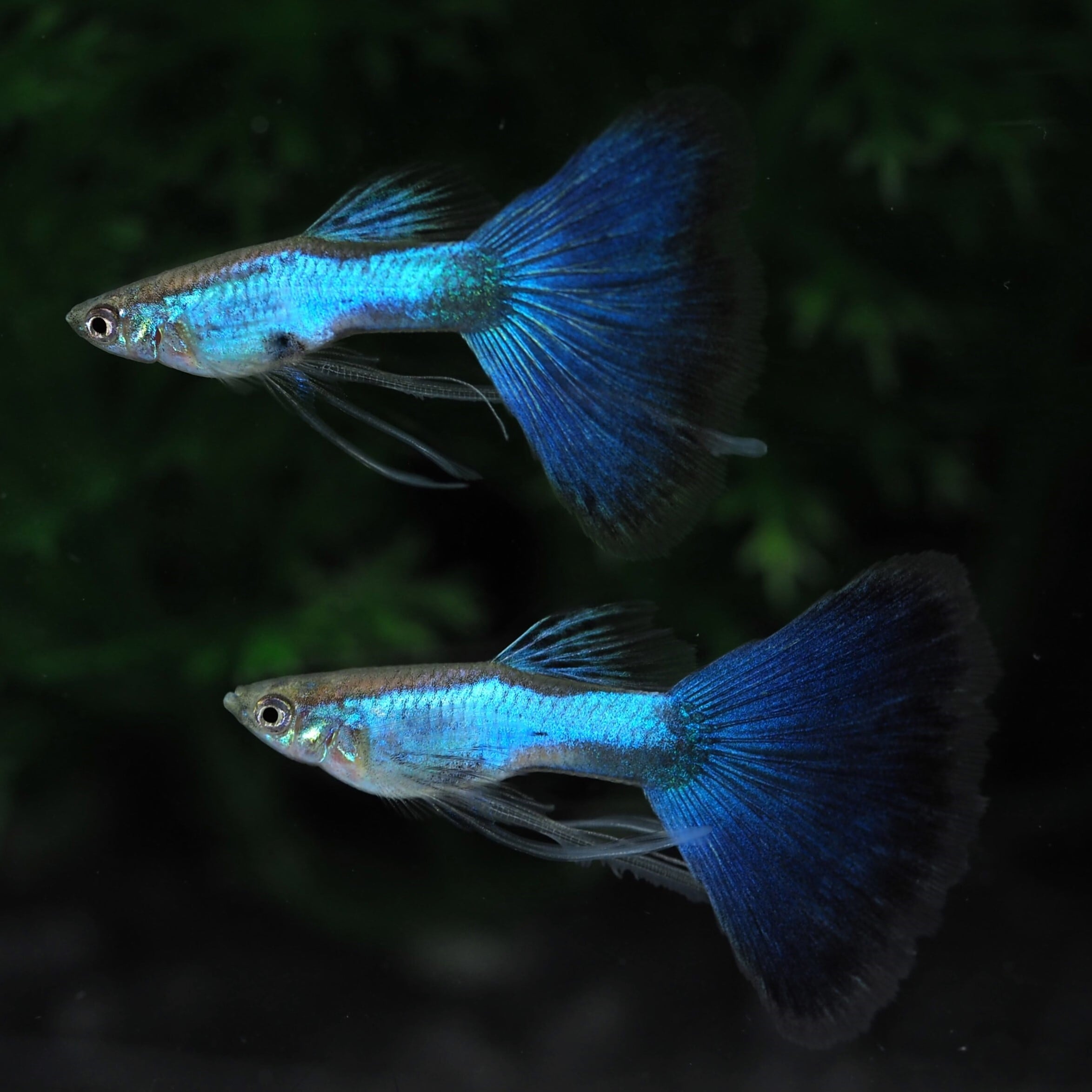 グッピー 10✖️2 NO.1 グッピー 10✖️2 NO.1 GUPPY | 伊豆グッピー