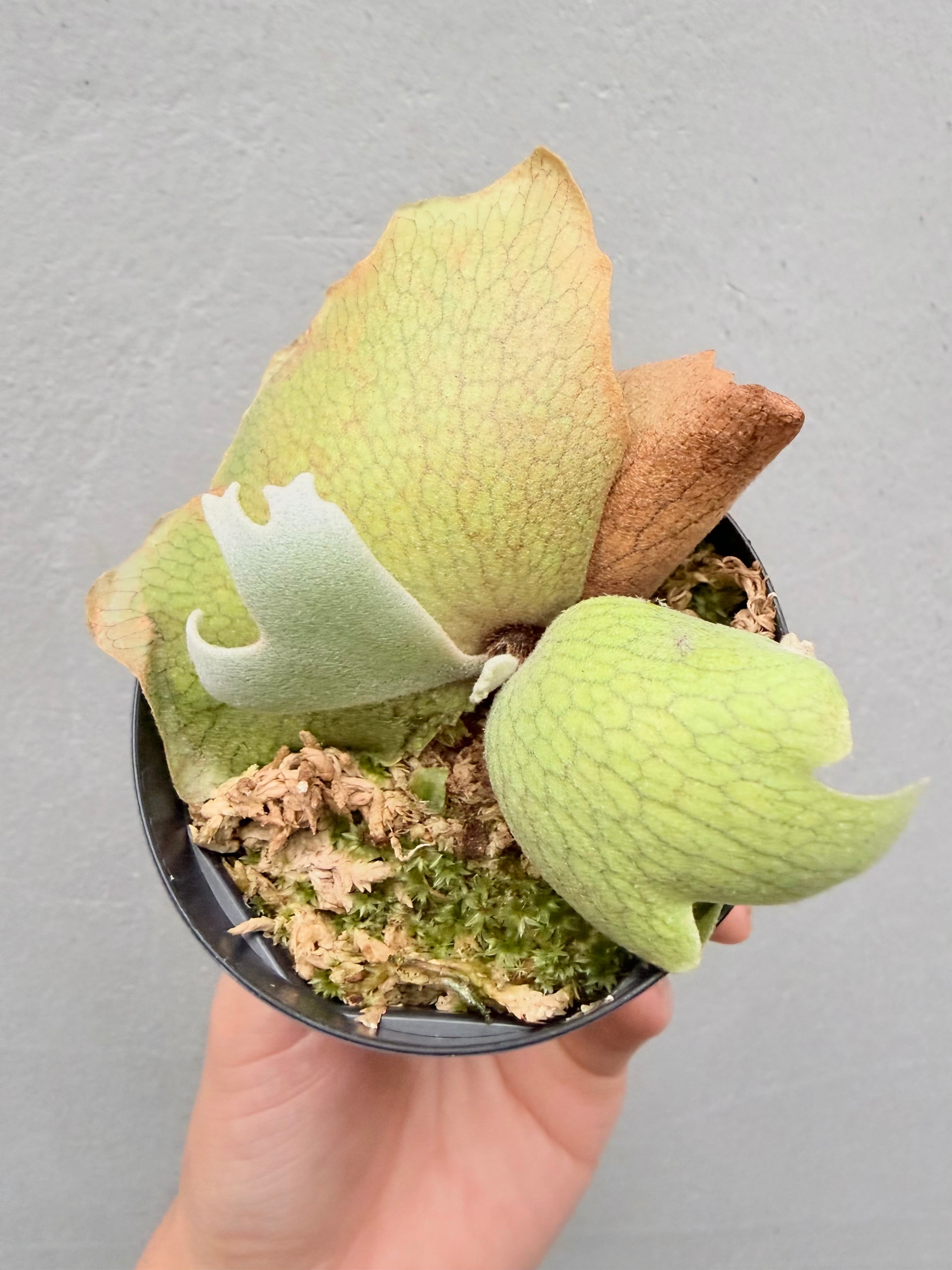 vandaka plants