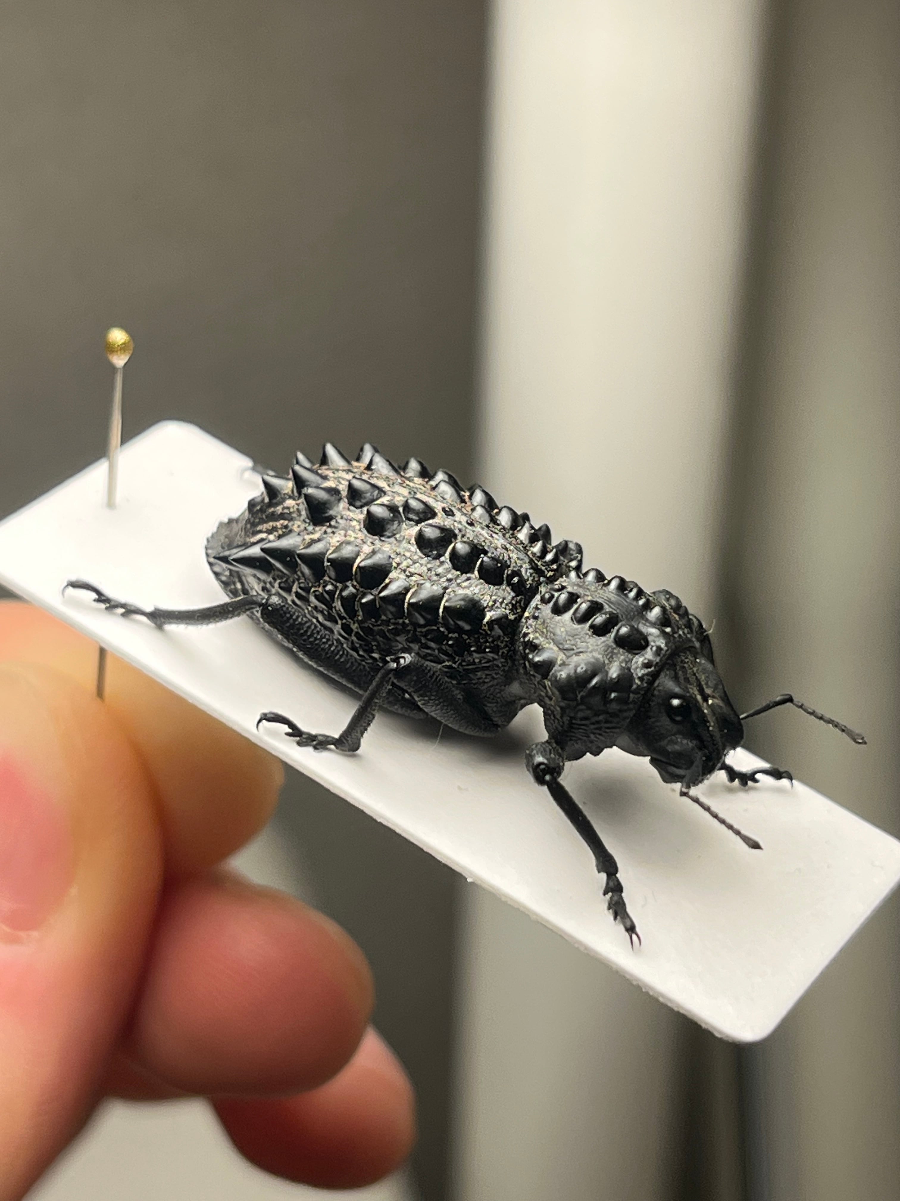 属内最高峰】トゲトゲヘンテコゾウムシ Gagatophorus 標本甲虫フン
