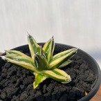Agave victoriae-reginae 'Kizan'【アガベ・輝山】