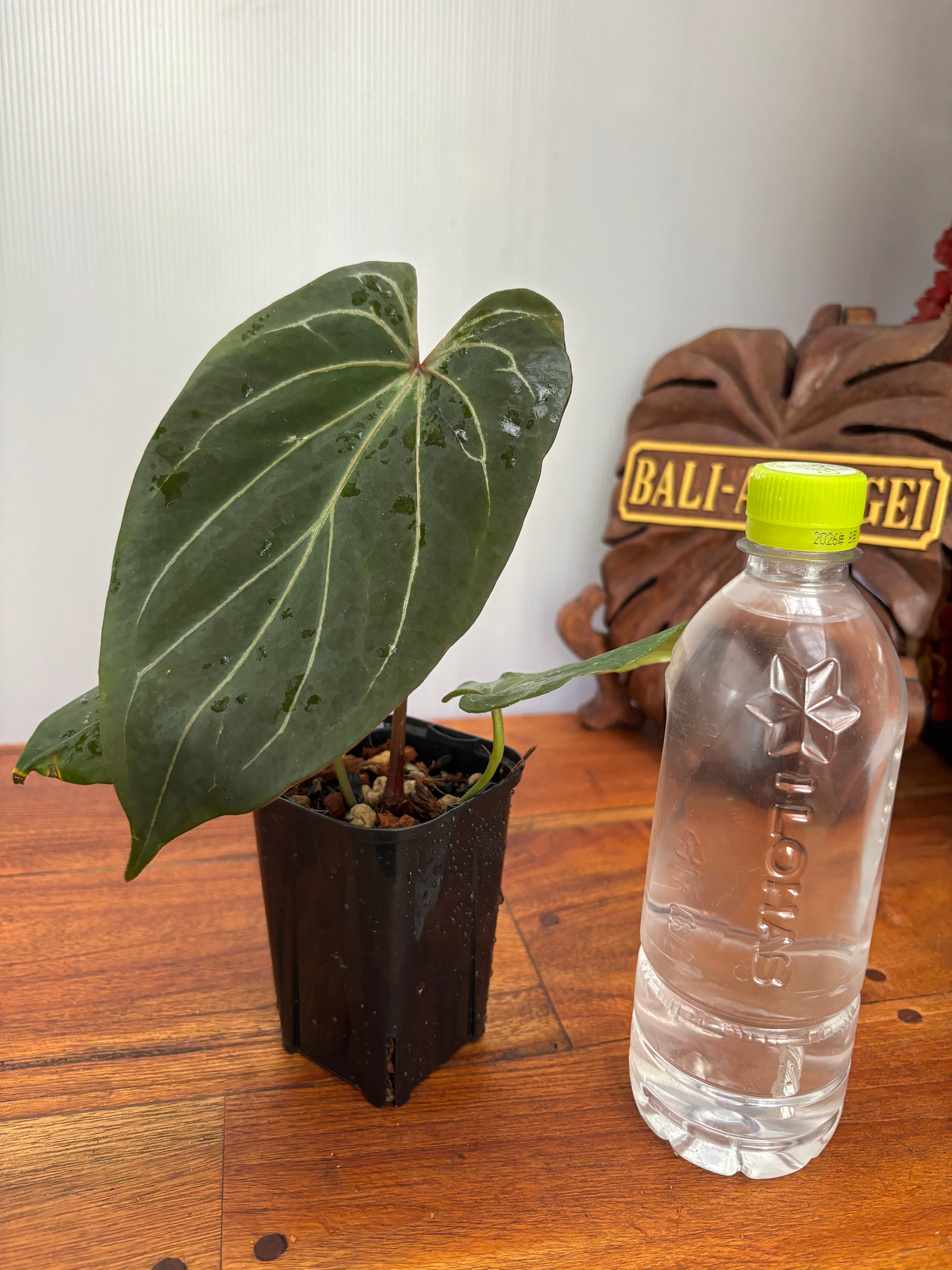 Anthurium | BA PLants