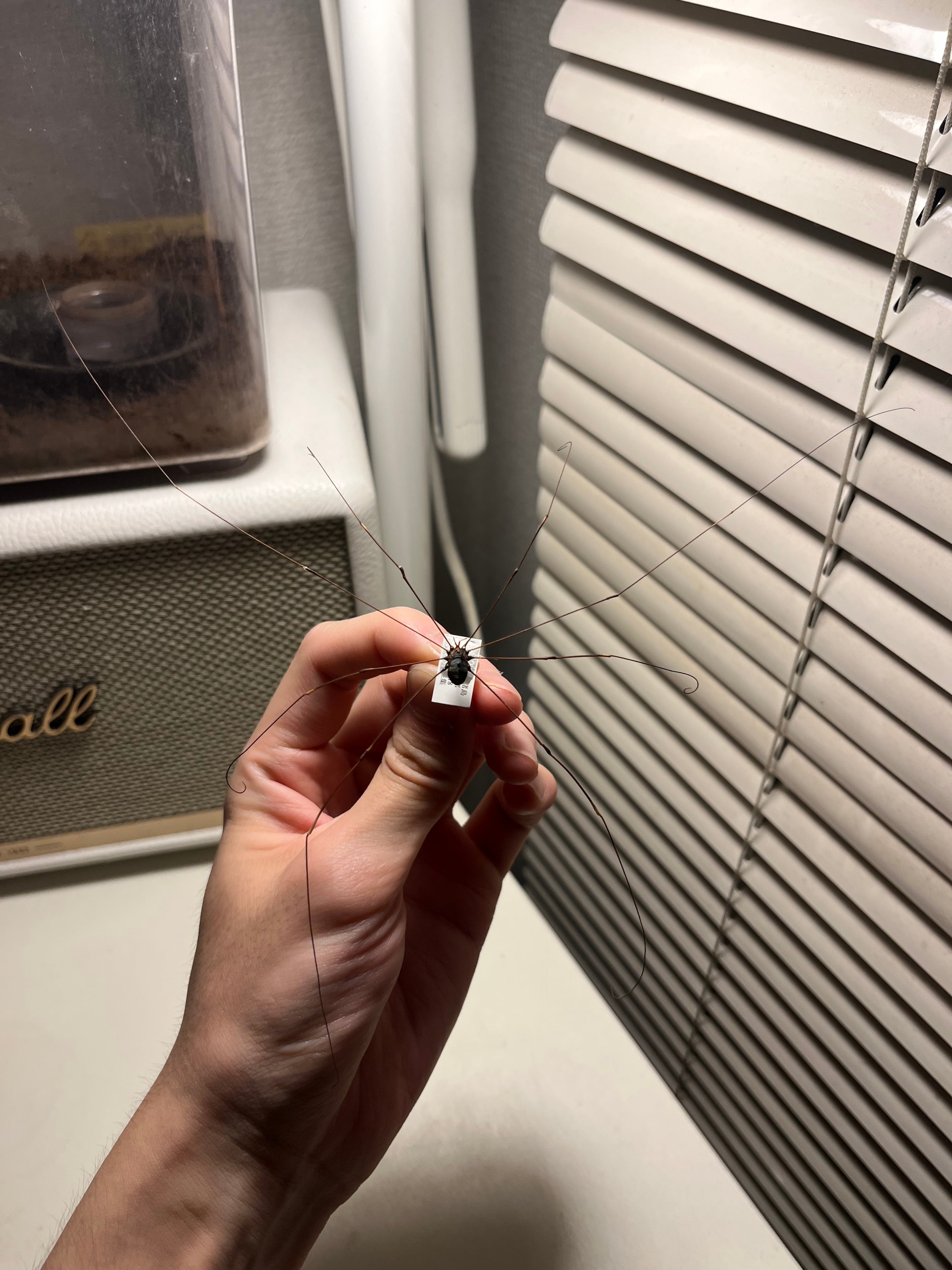 珍標本】ヤエヤマスベザトウムシ 昆虫標本 スパイダーマンティス