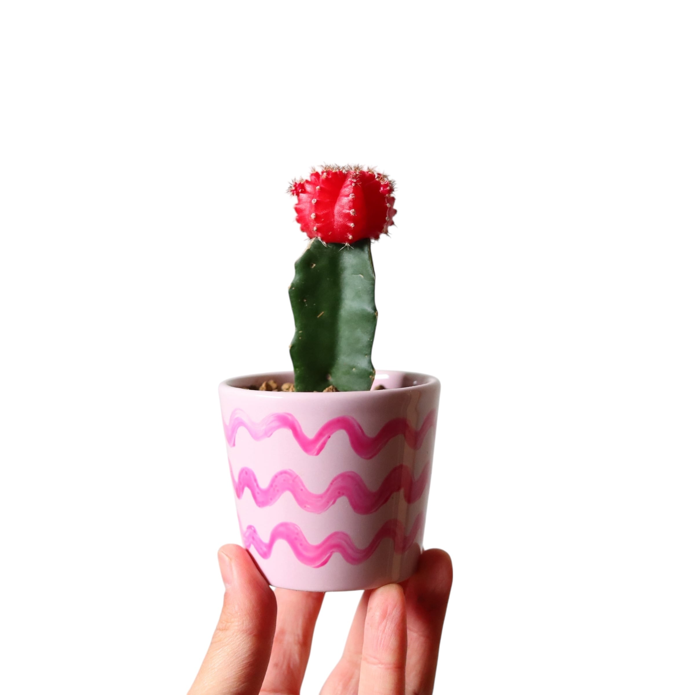 【tomato⚠追加】ハート♥型のツヤのある斑入り葉が魅力♪ペペロミア4号 tomato⚠追加】ハート♥型のツヤのある斑入り葉が魅力♪ペペロミア