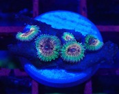 ジャカルタ産マメスナ 5