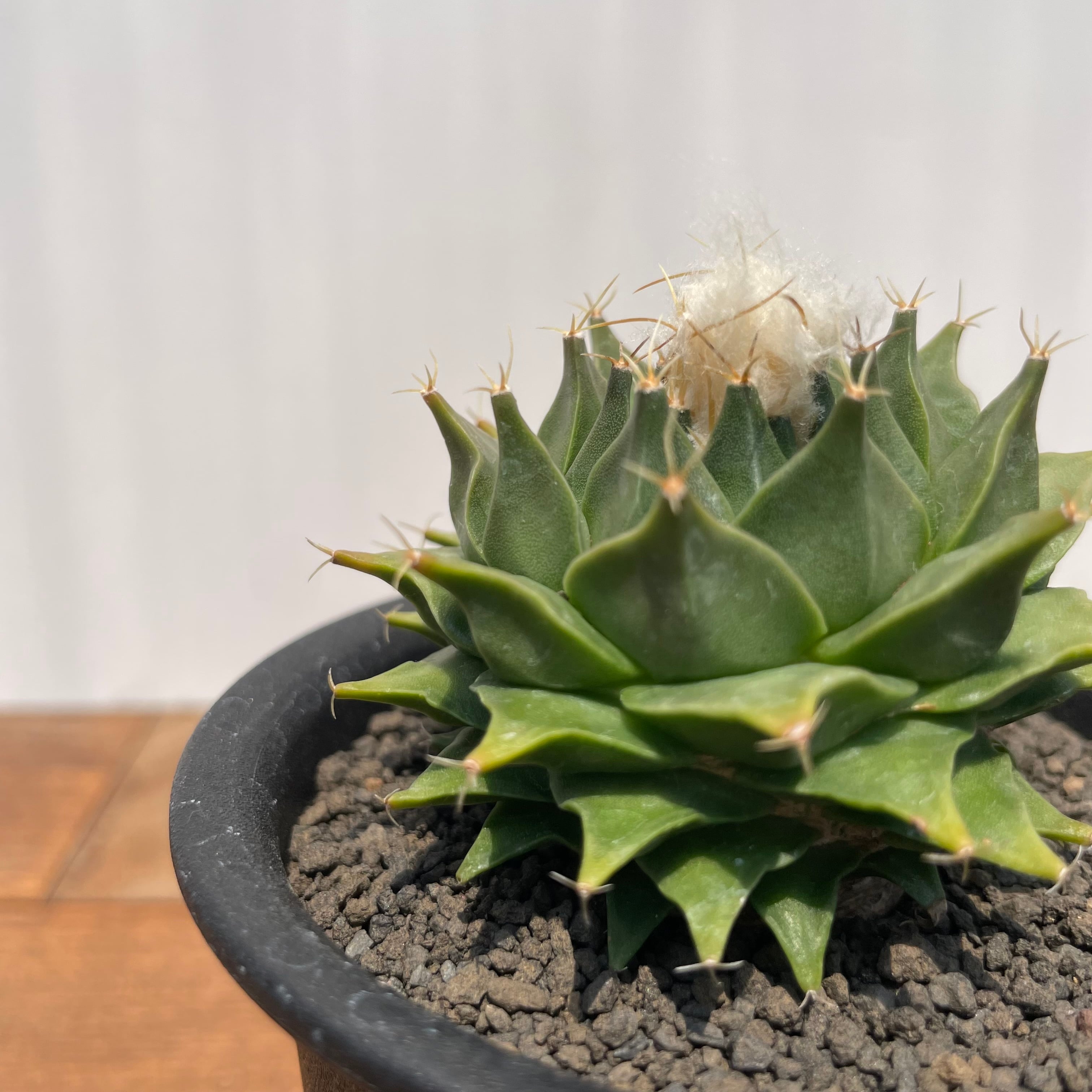 Obregonia denegrii【オブレゴニア・帝冠・実生】 | RIMO'S GREEN