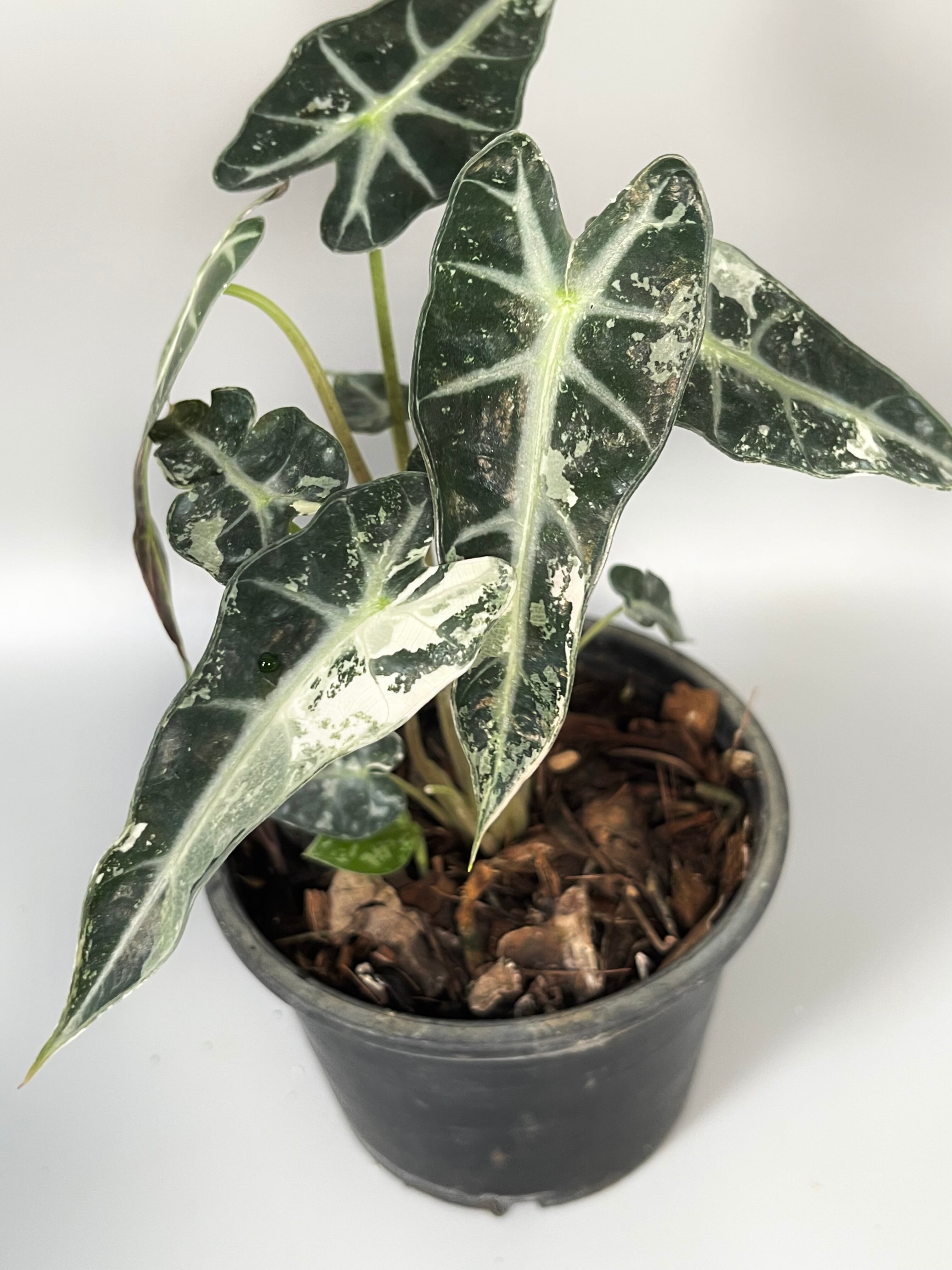 アロカシア ポルトドラ 斑入り Alocasia Portora white 【公式通販】