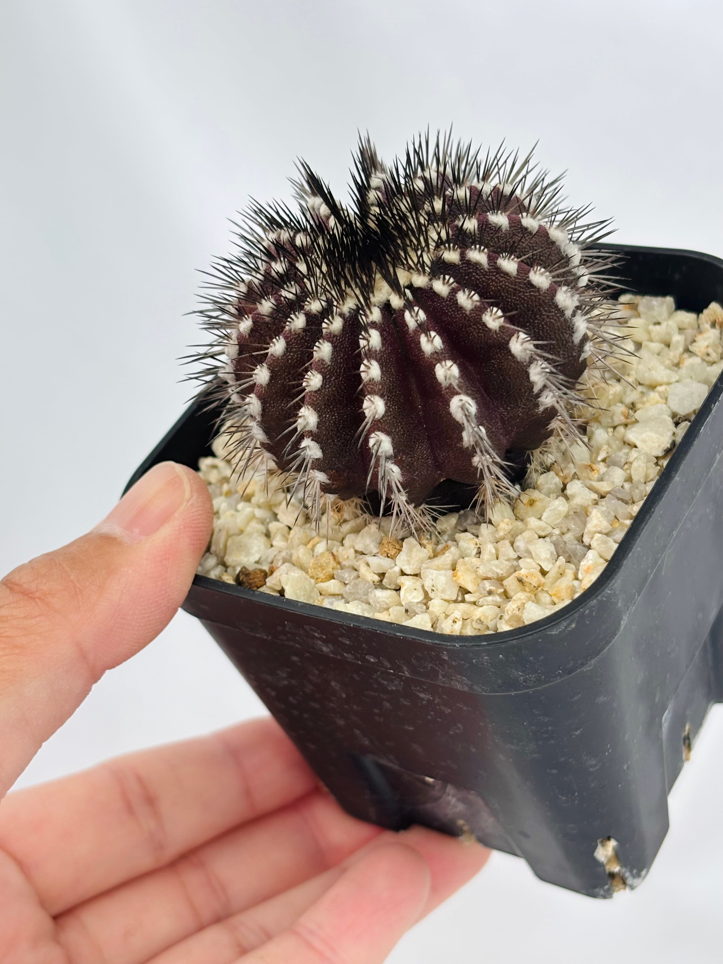 Uebelmmania pectinifera ユーベルマニア・ペクチニフェラ サボテン