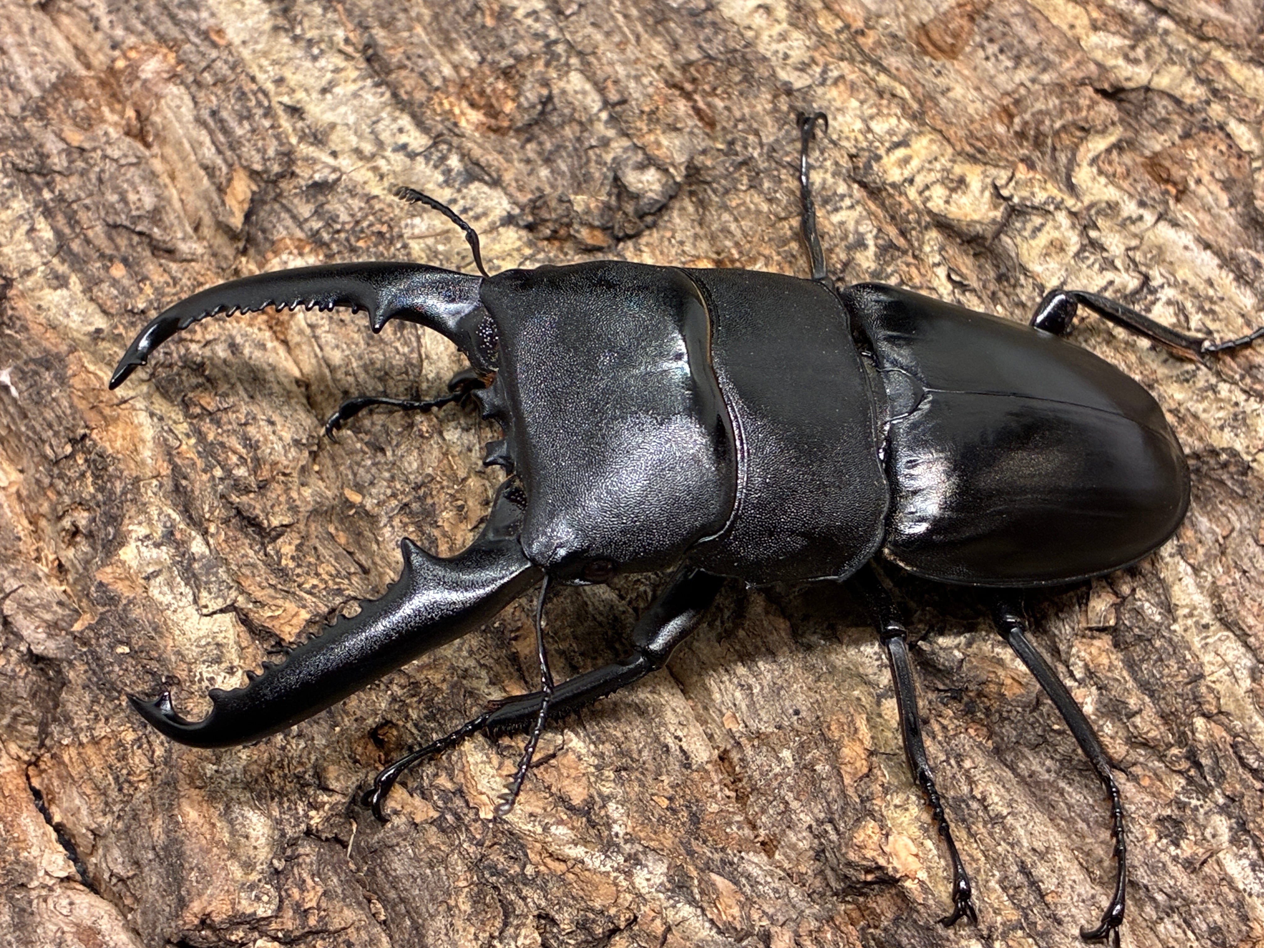 色残抜群】トゲアクマツユムシ リオック 直翅類 カマキリ マンティス