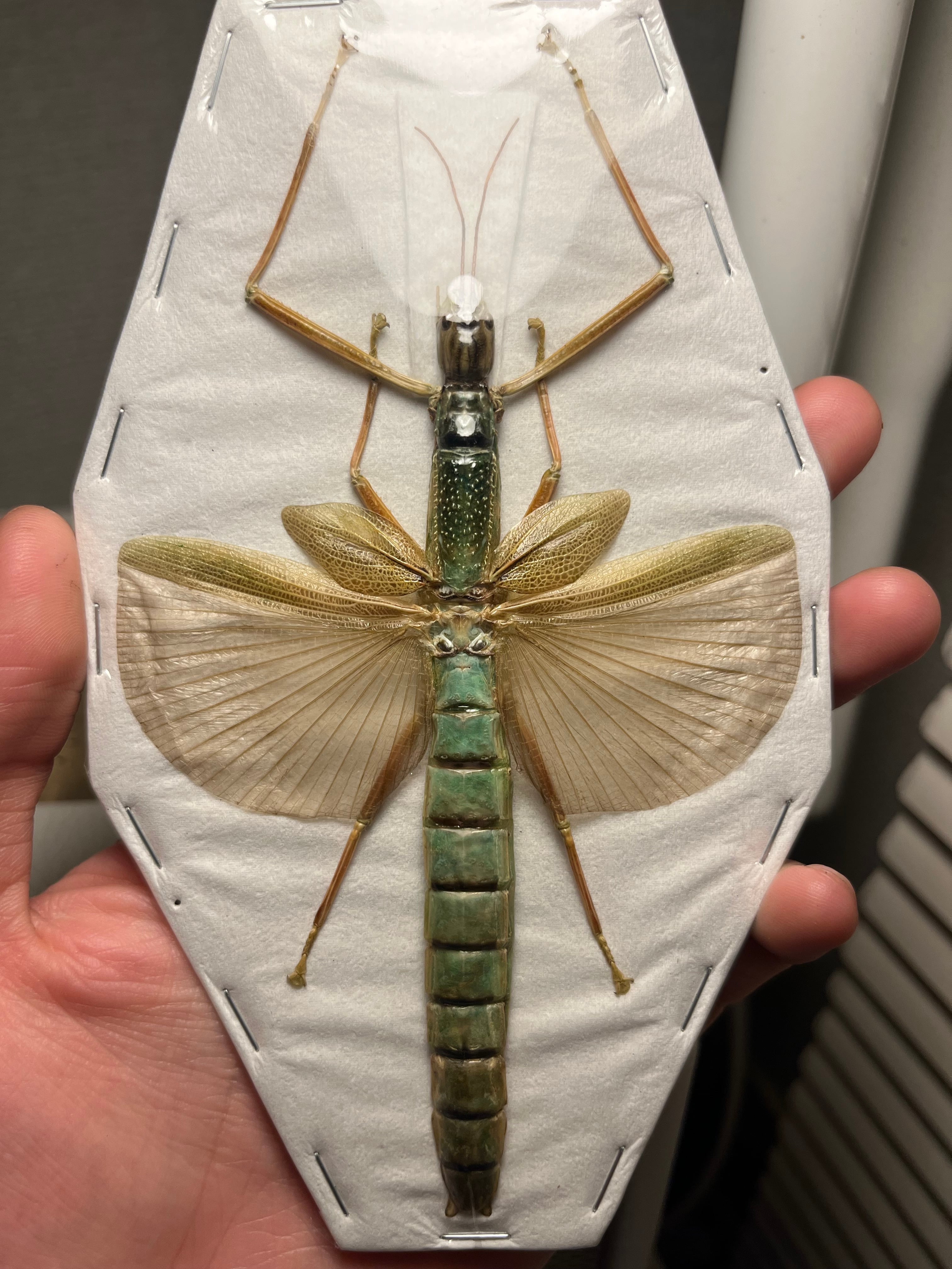 直翅類 | オモニキチュウ