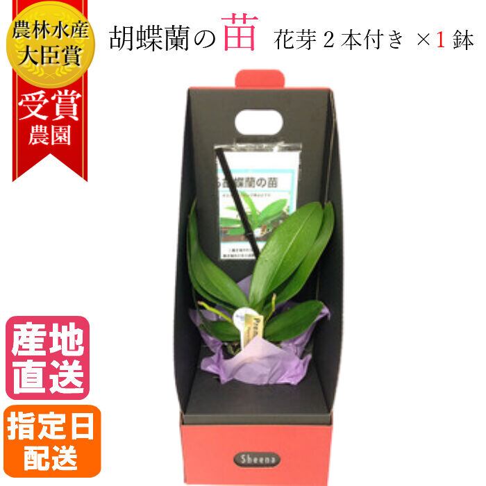 ト*可様 胡蝶蘭苗　胡蝶蘭　2鉢価格 fl-0008cart.jpg